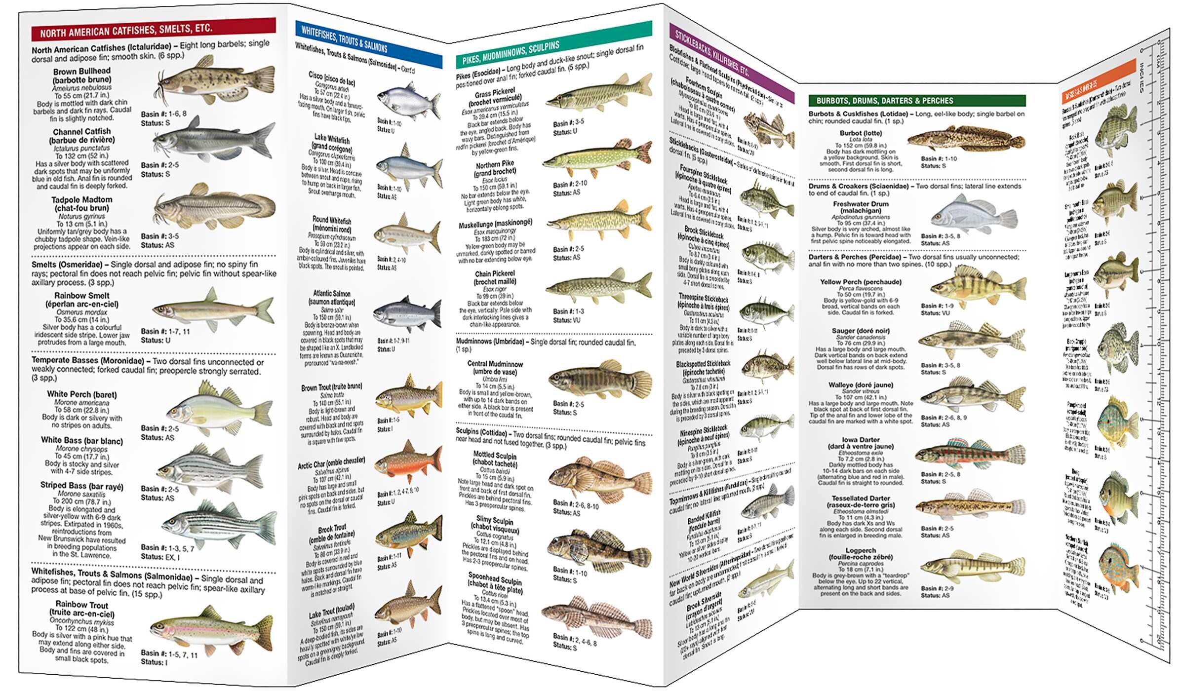 Quebec Freshwater Fishes