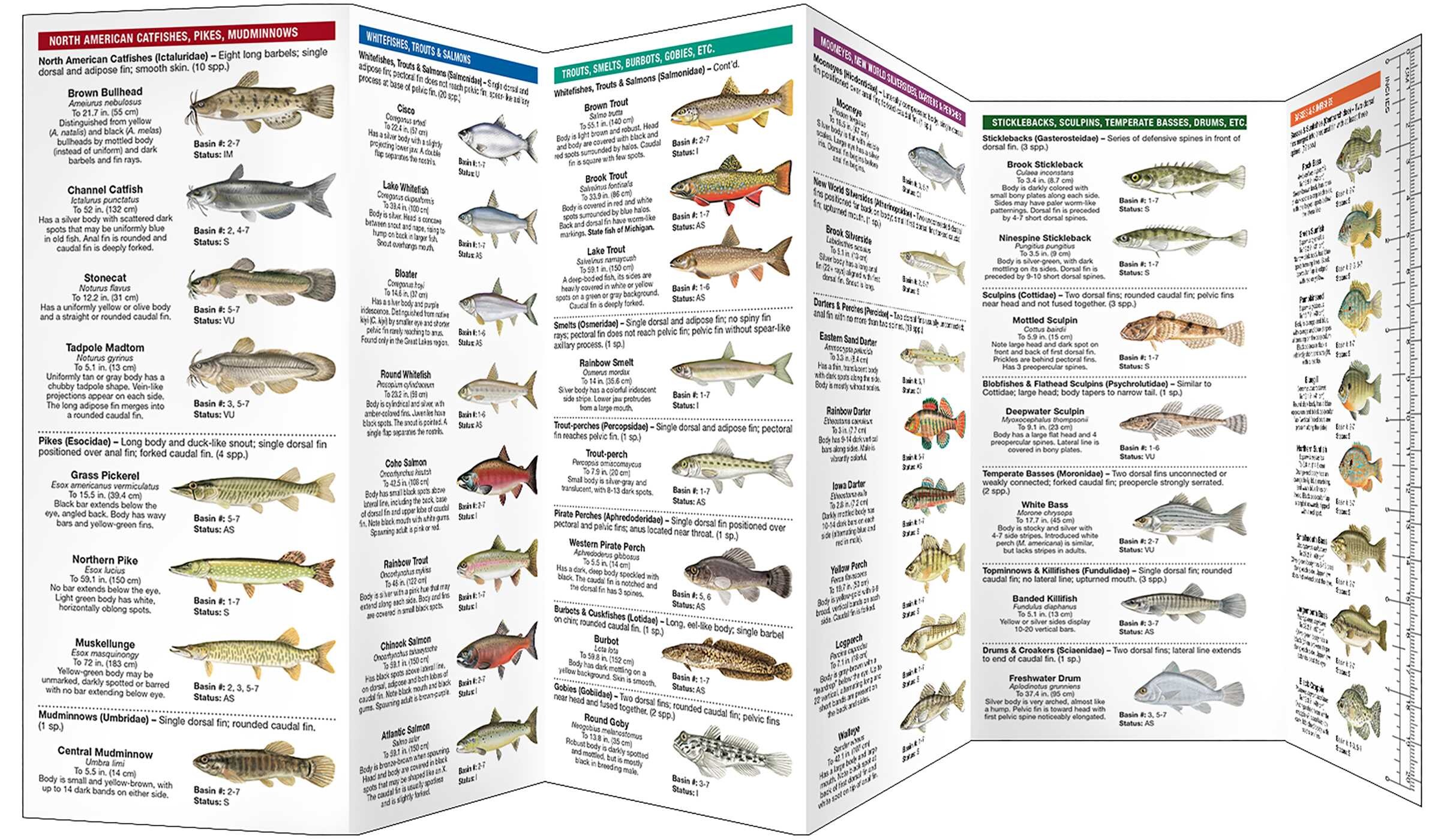 Michigan Freshwater Fishes