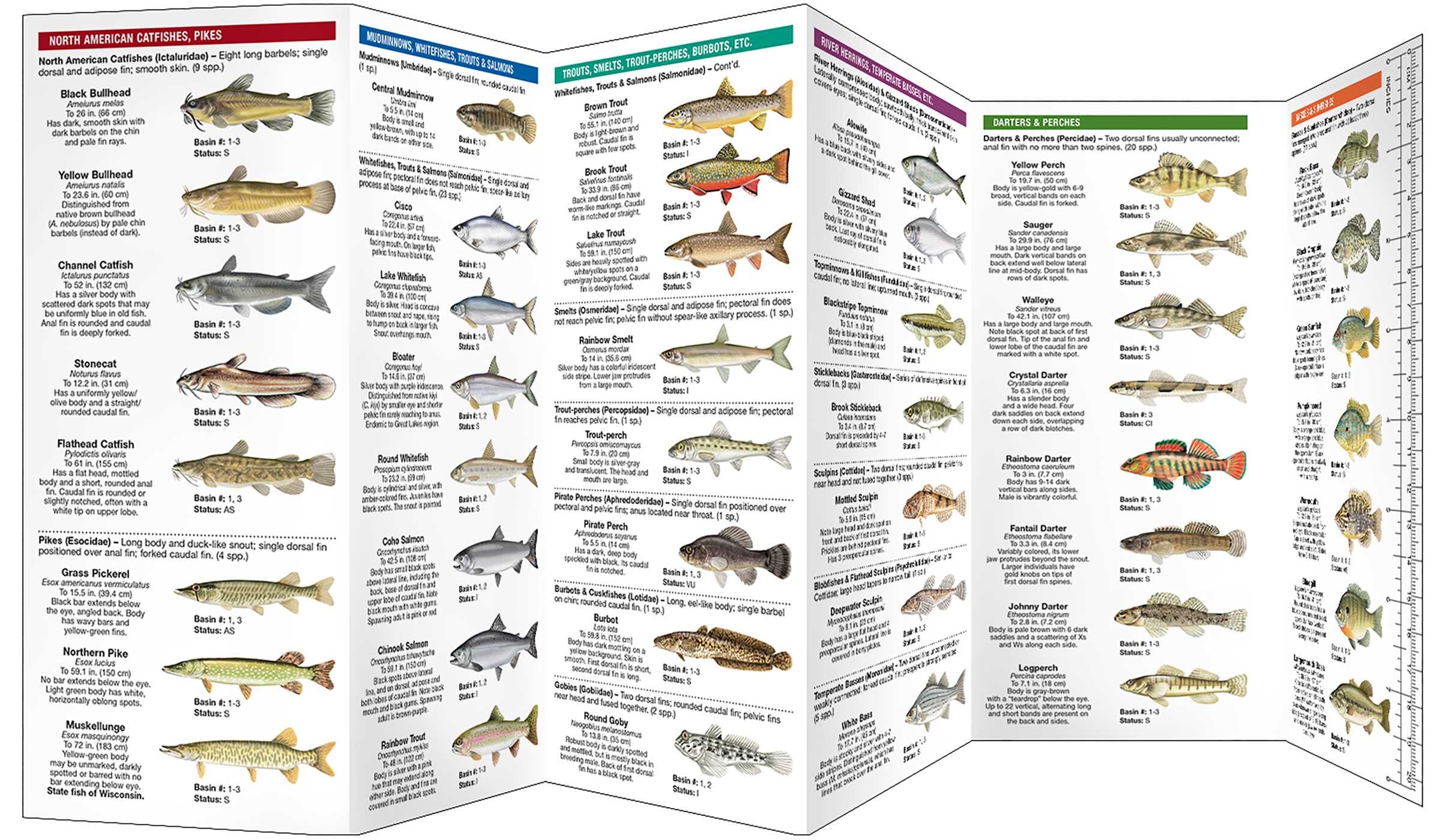 Wisconsin Freshwater Fishes