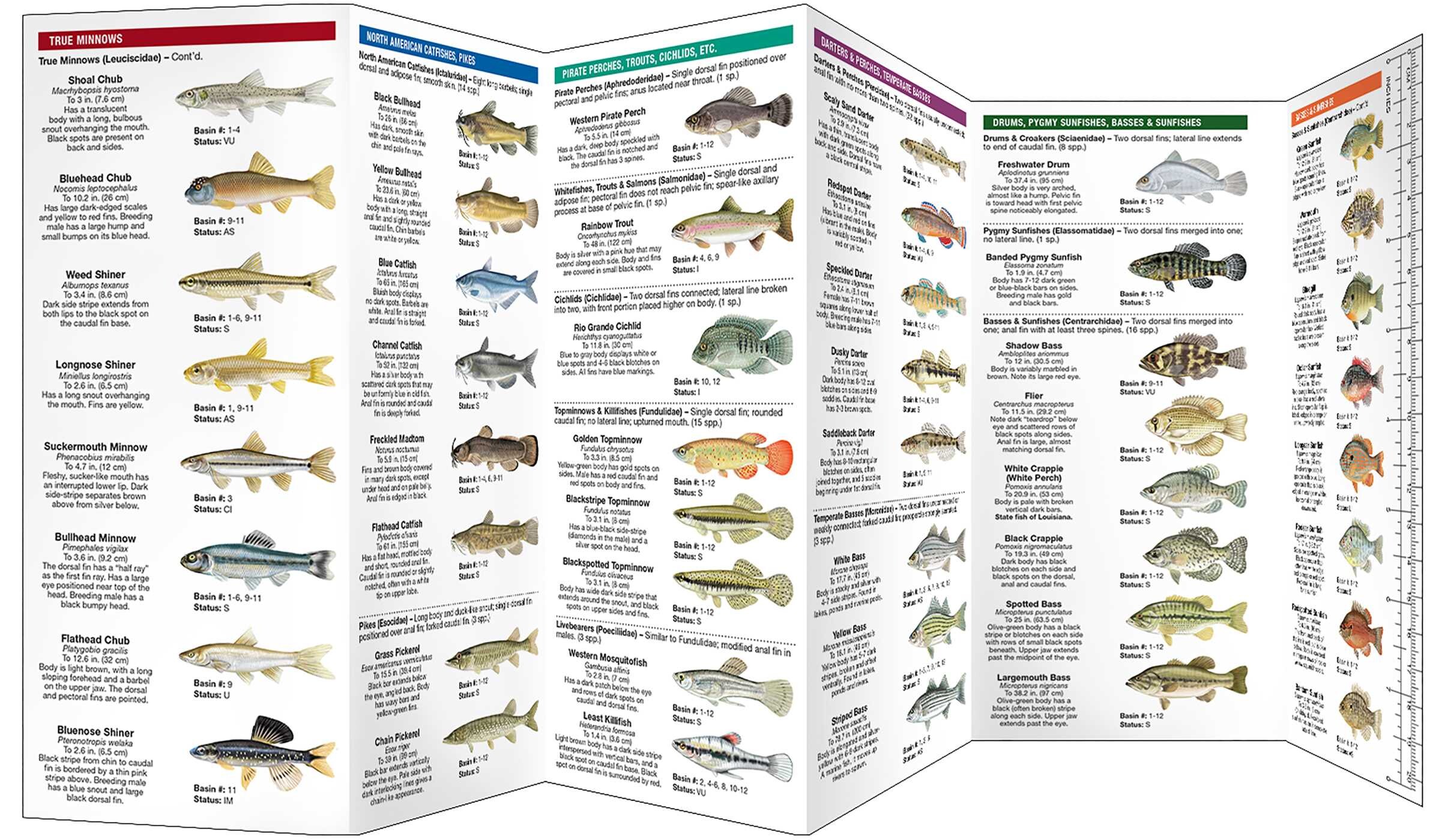 Louisiana Freshwater Fishes