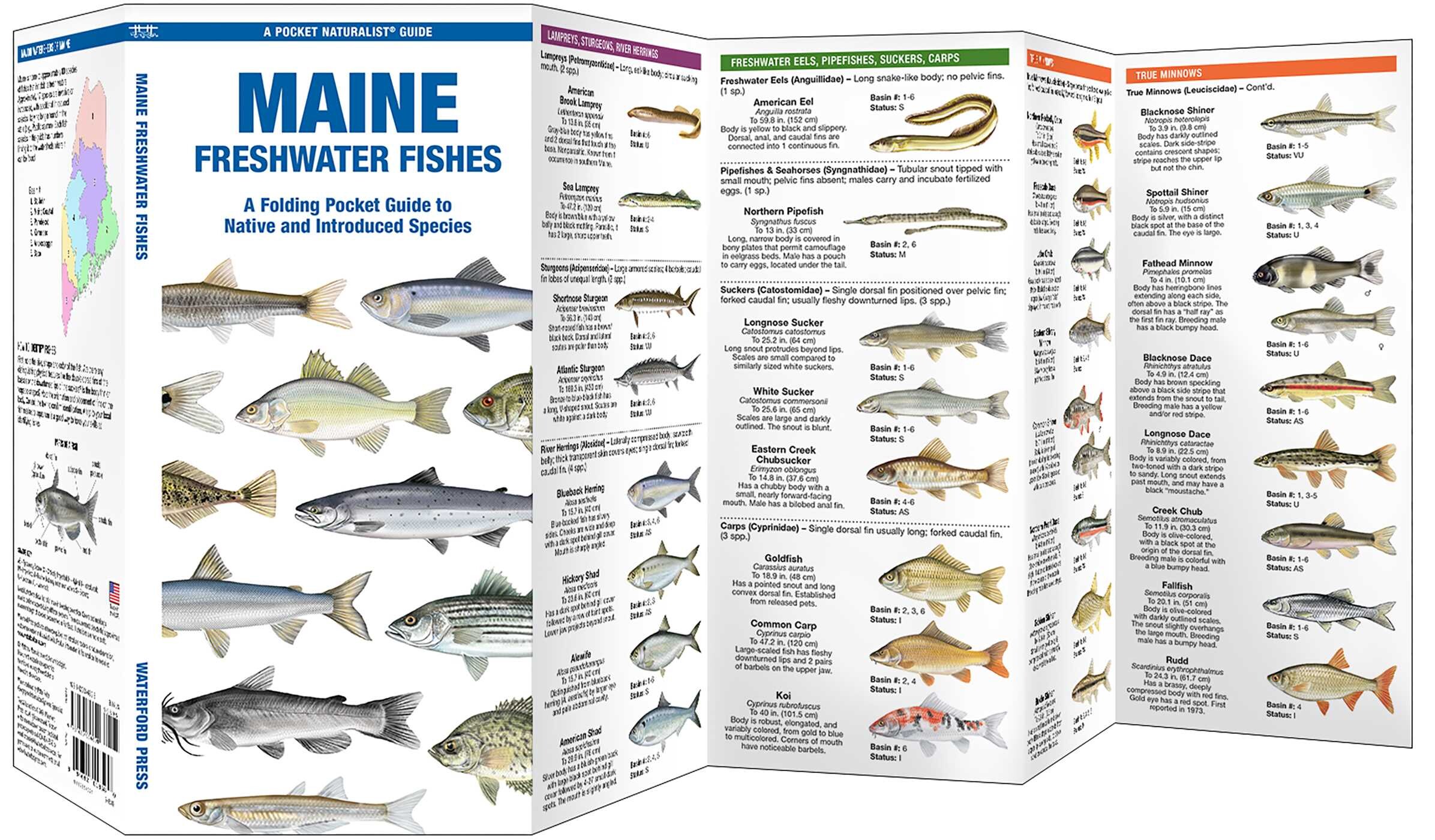 Maine Freshwater Fishes