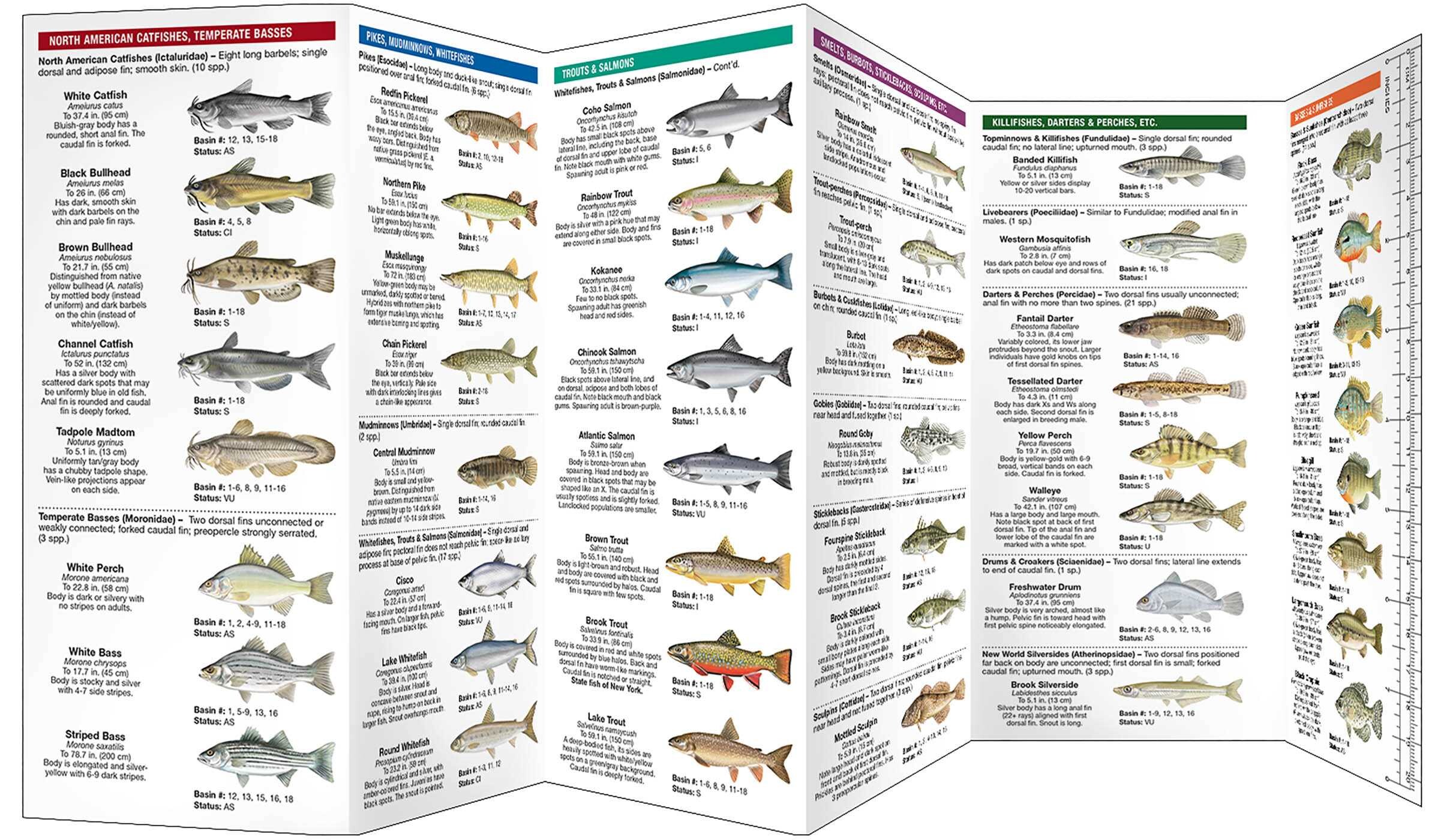New York State Freshwater Fishes