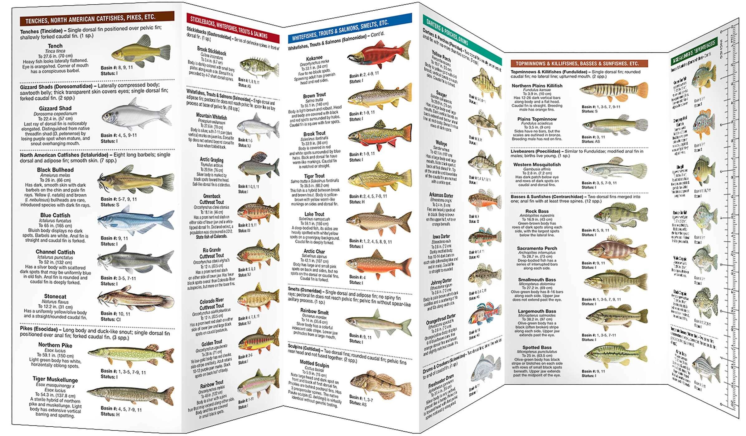 Colorado Freshwater Fishes