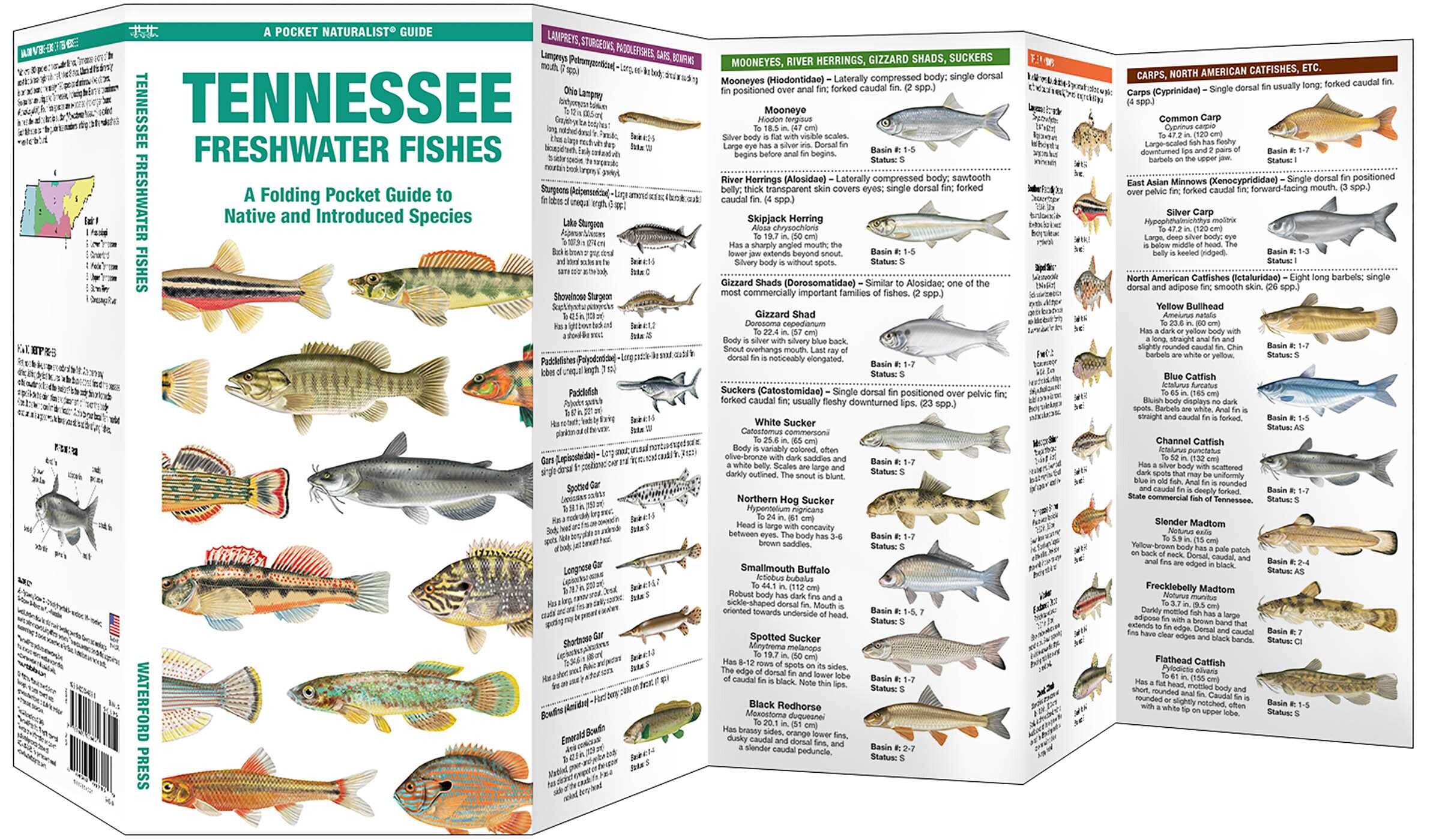 Tennessee Freshwater Fishes