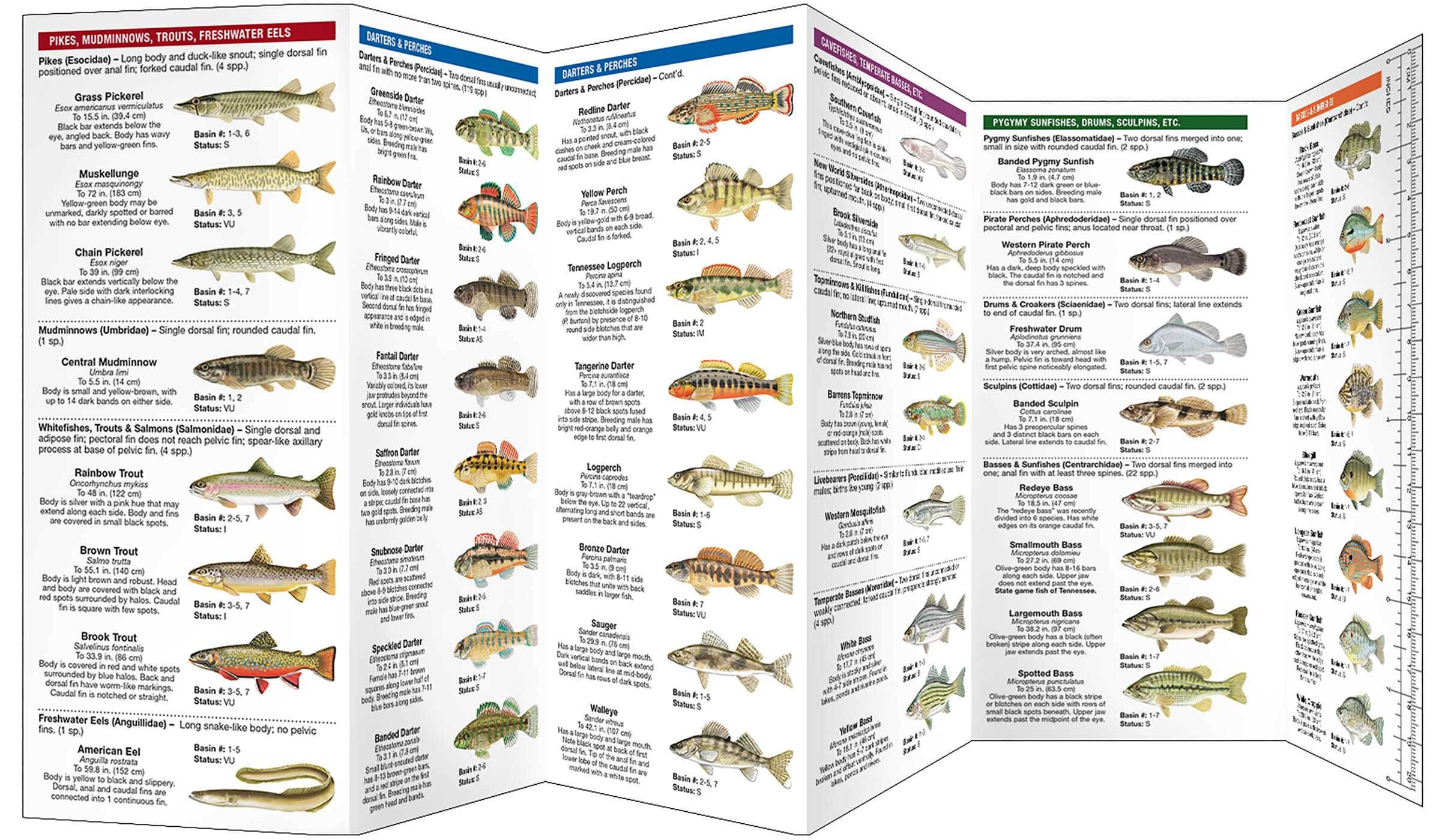 Tennessee Freshwater Fishes