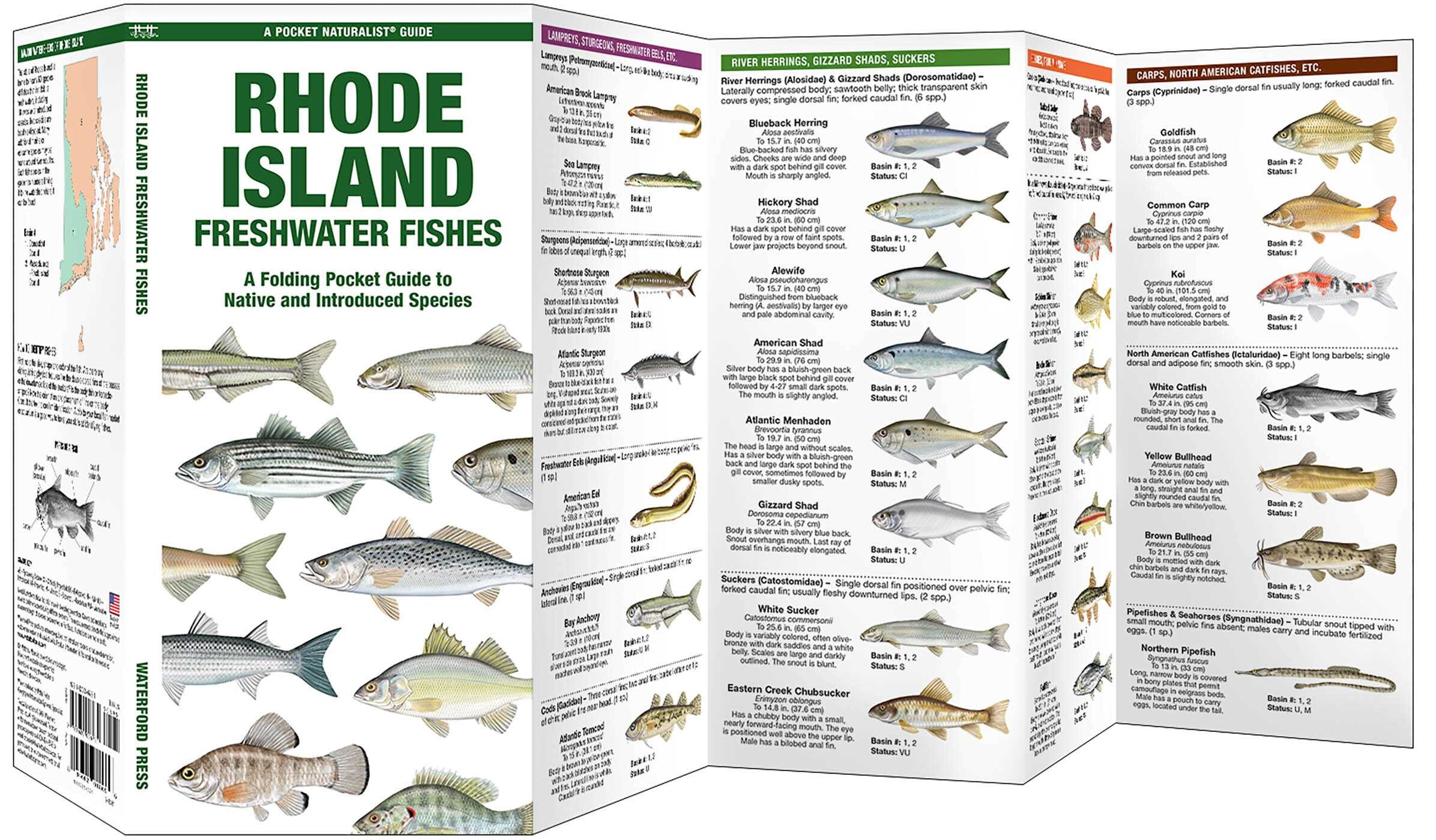 Rhode Island Freshwater Fishes - Book Summary & Video | Official ...