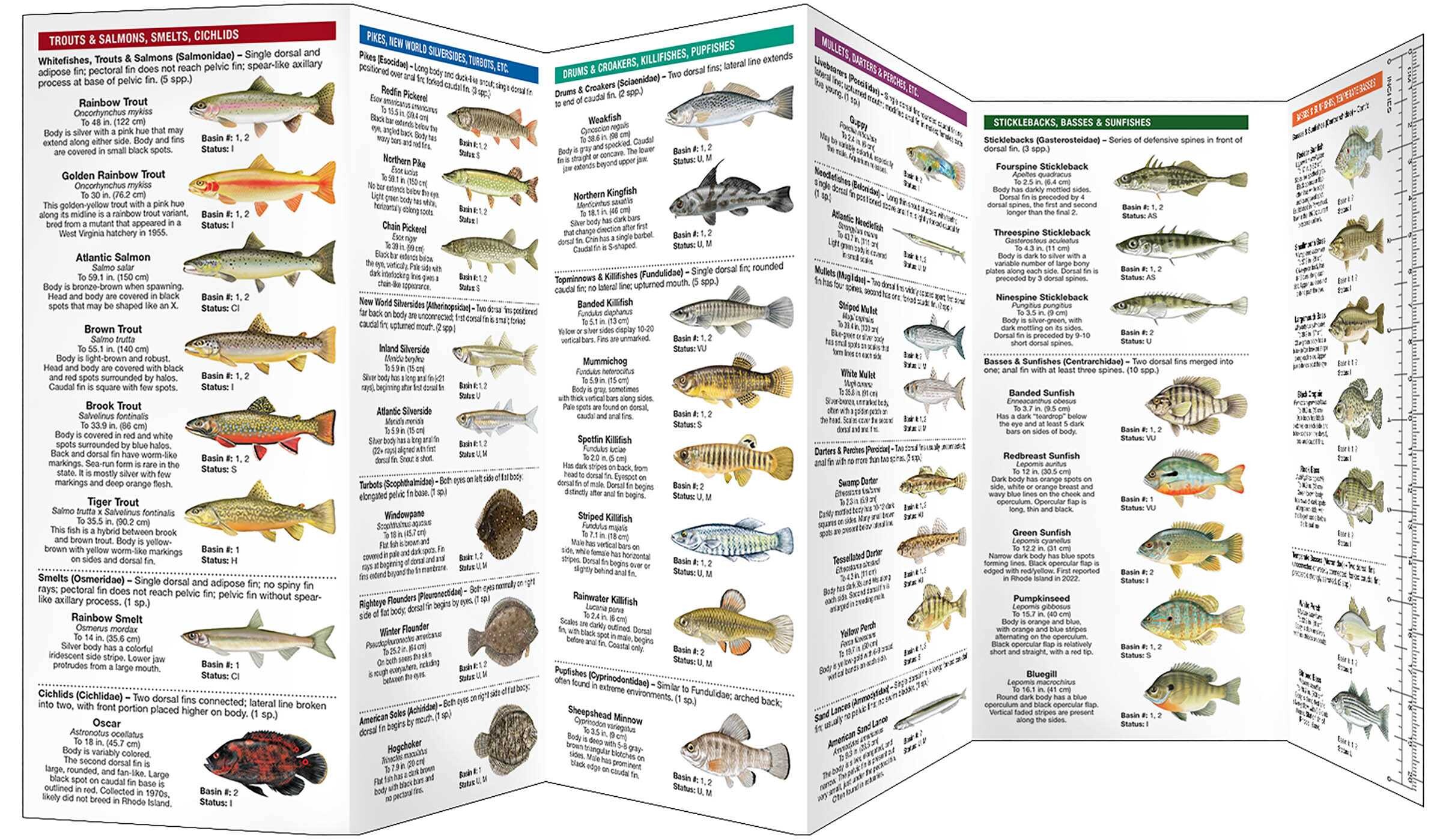 Rhode Island Freshwater Fishes - Book Summary & Video | Official ...