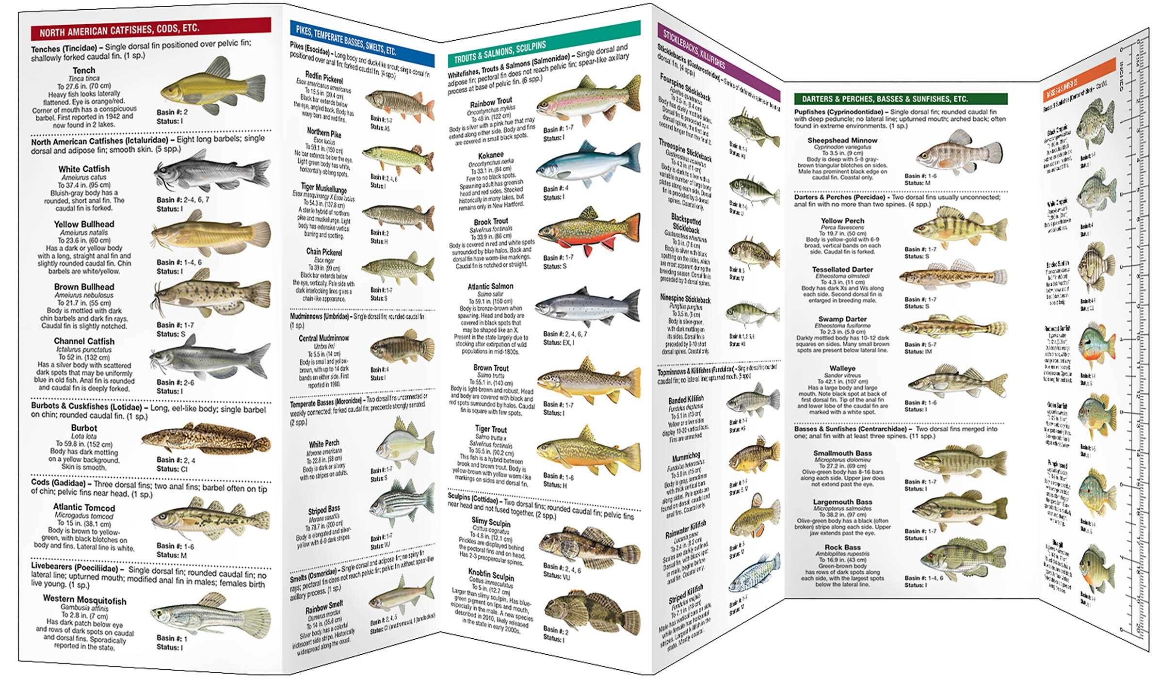 Connecticut Freshwater Fishes