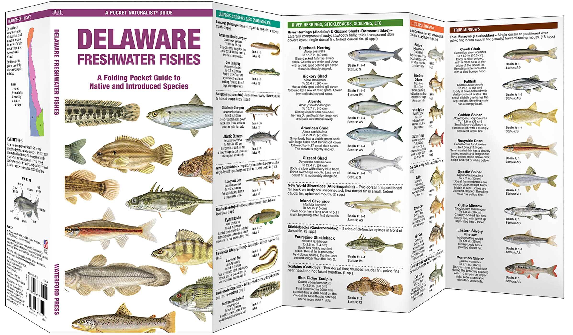 Delaware Freshwater Fishes