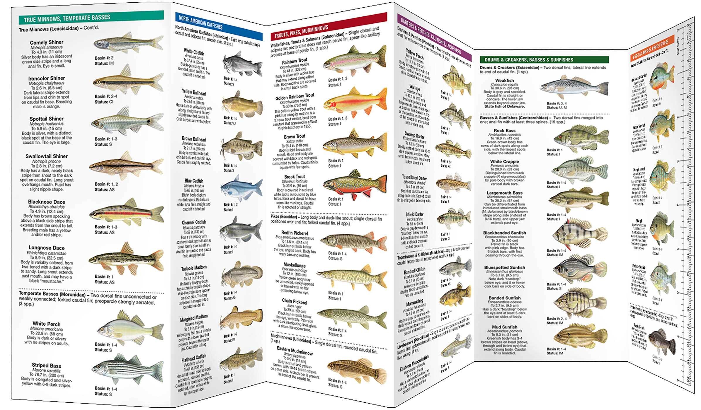 Delaware Freshwater Fishes