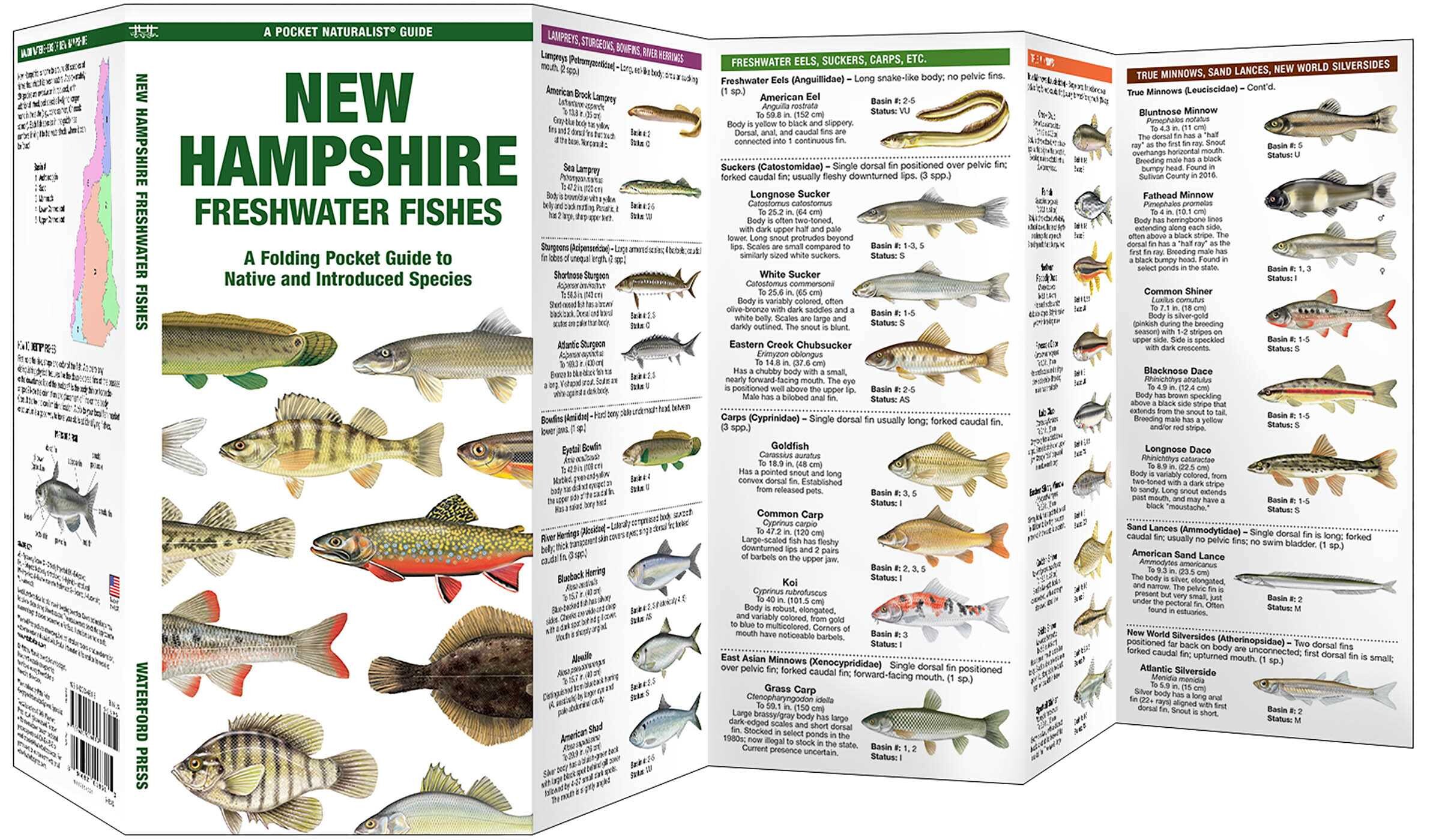 New Hampshire Freshwater Fishes