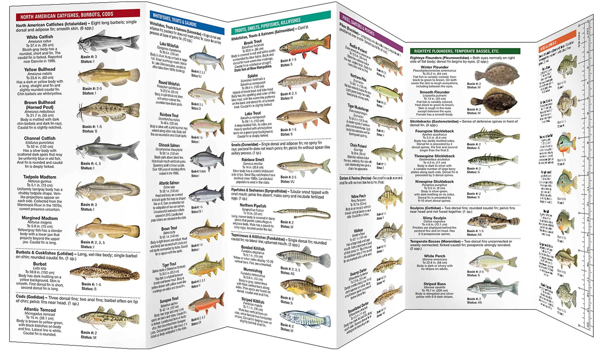 New Hampshire Freshwater Fishes