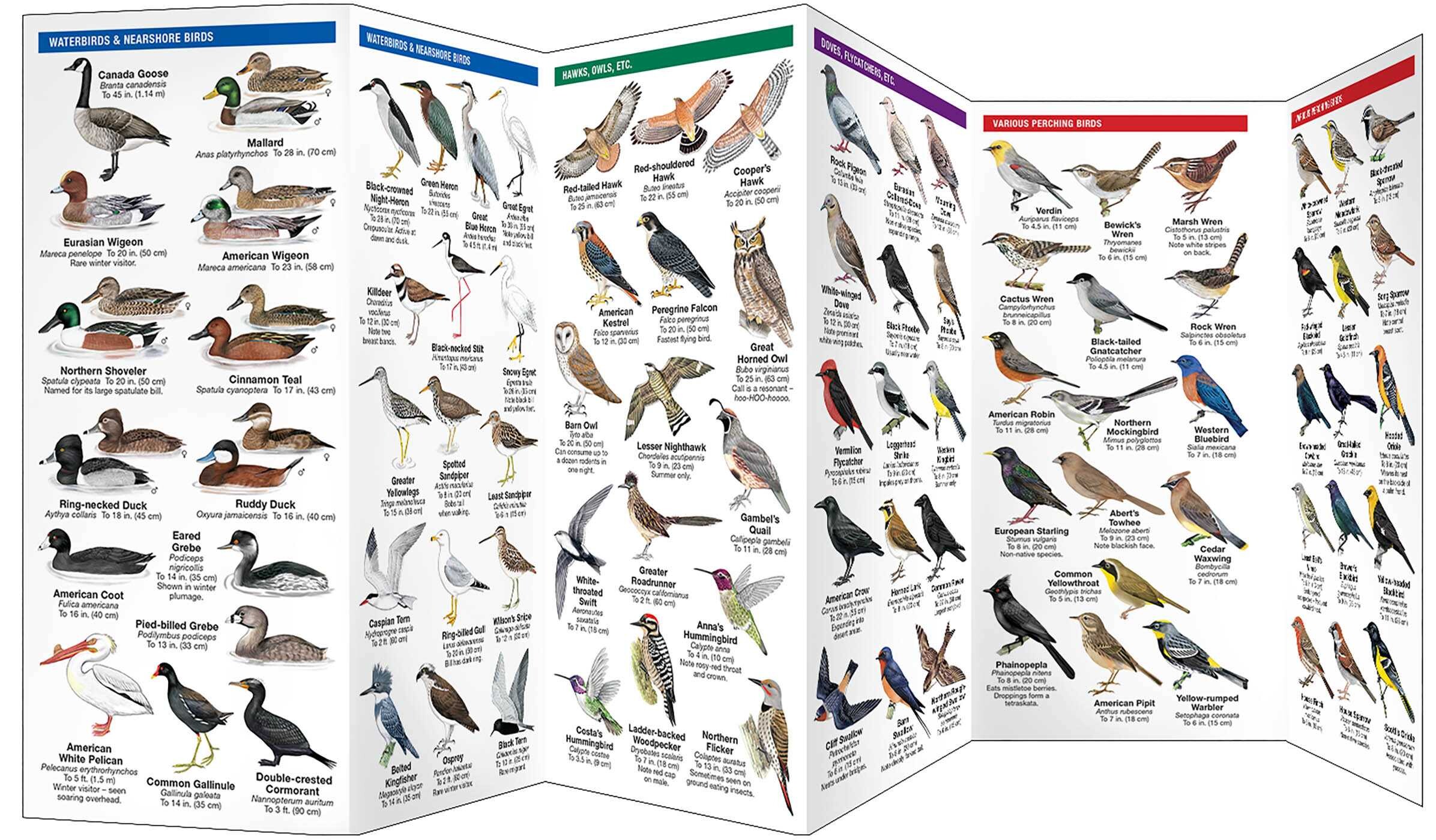 Field Guide to Wildlife of the Southern California Desert Region