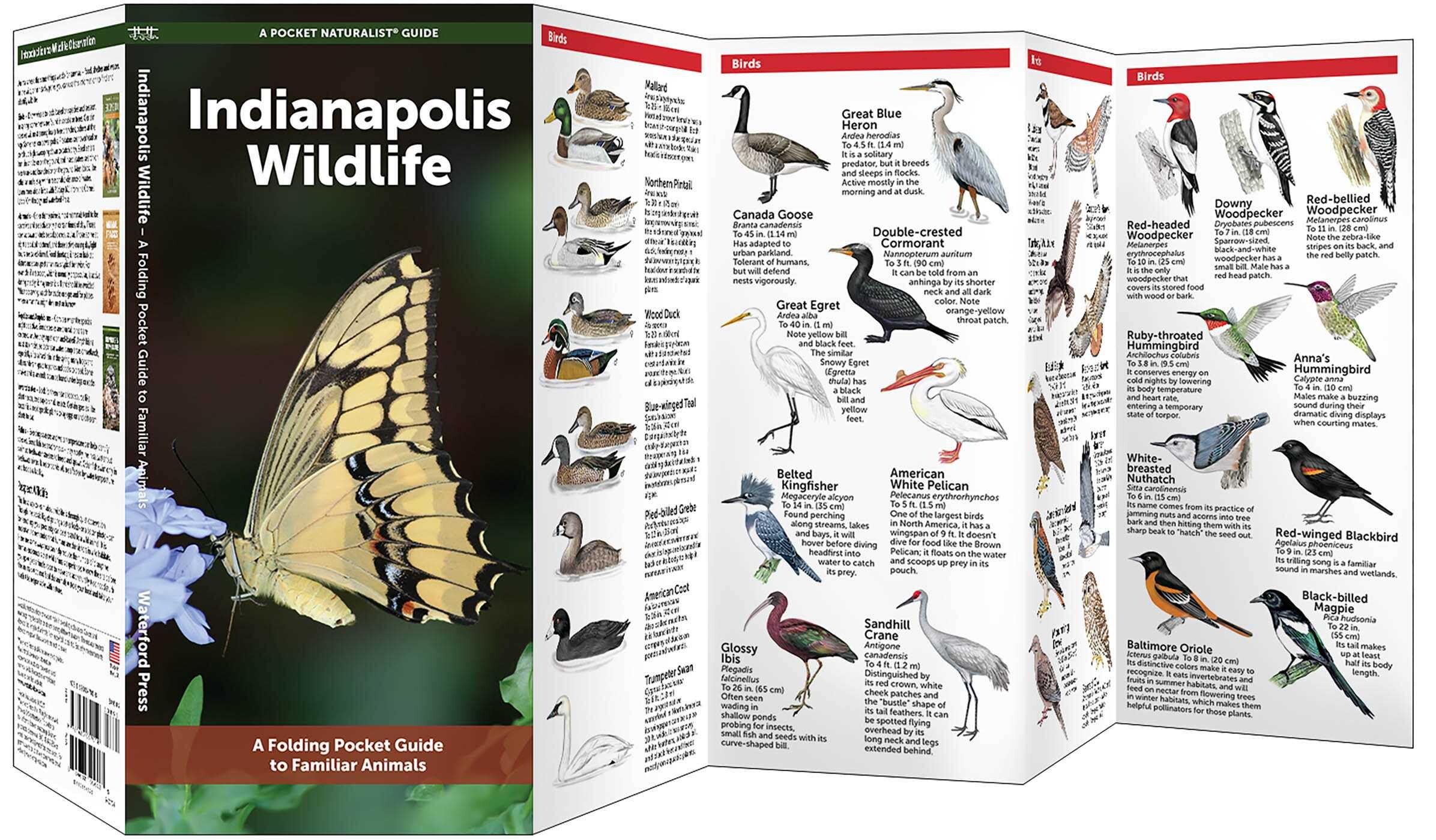 Indianapolis Wildlife