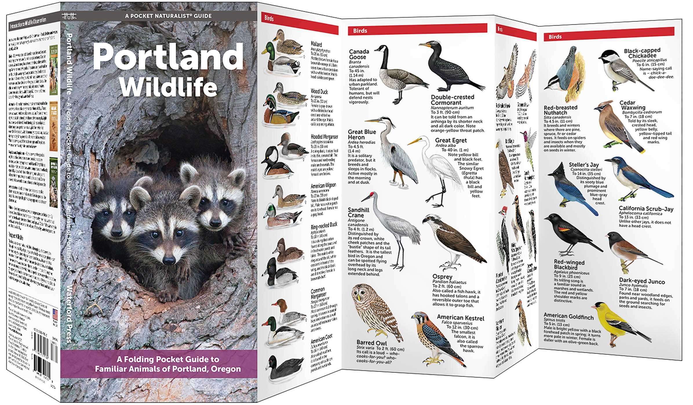 Portland Wildlife