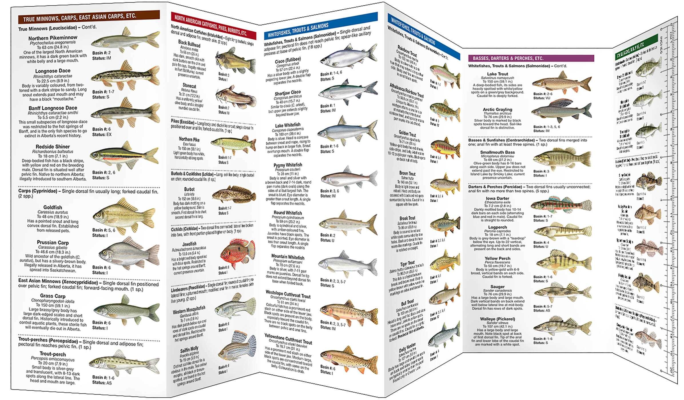 Alberta Freshwater Fishes, 3rd Ed