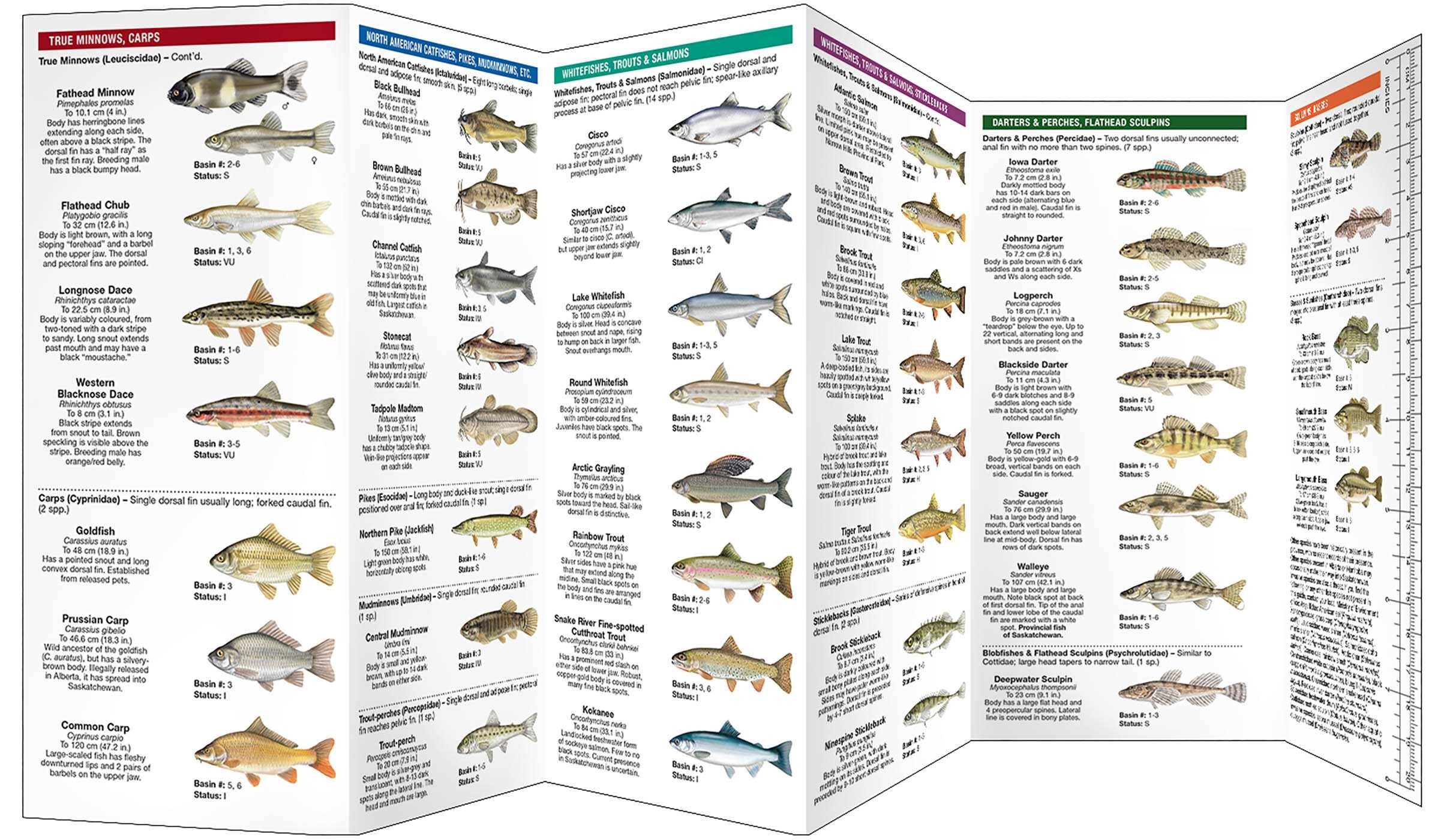 Saskatchewan Freshwater Fishes