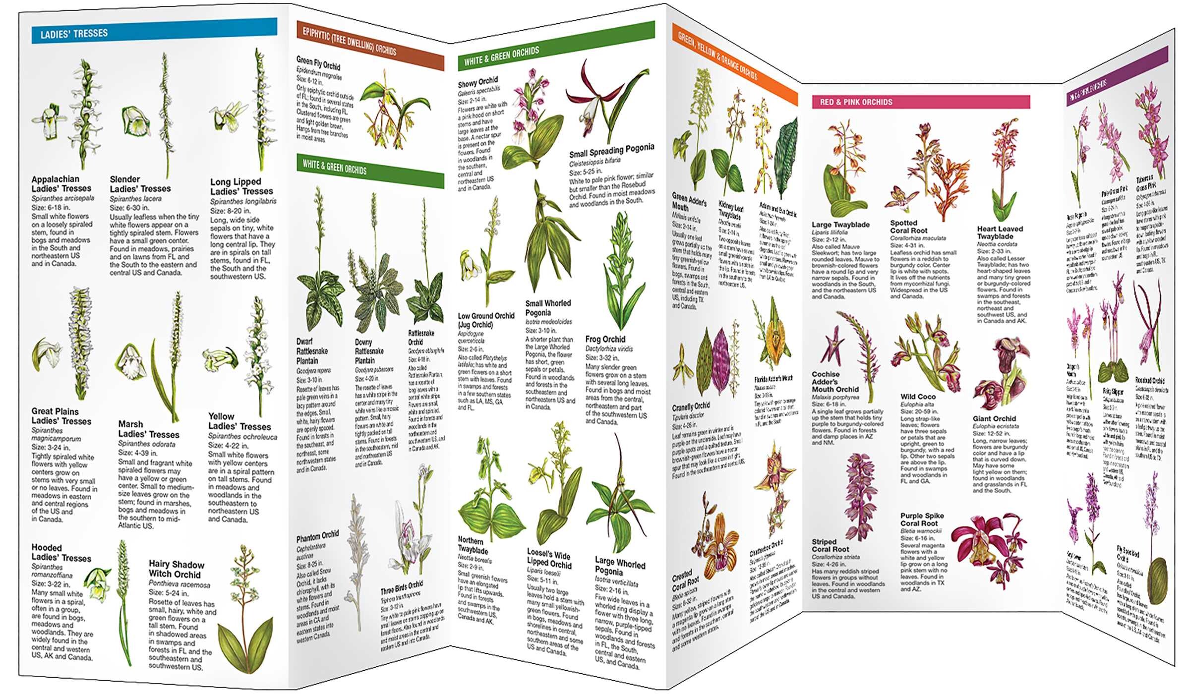 Native Orchids of North America