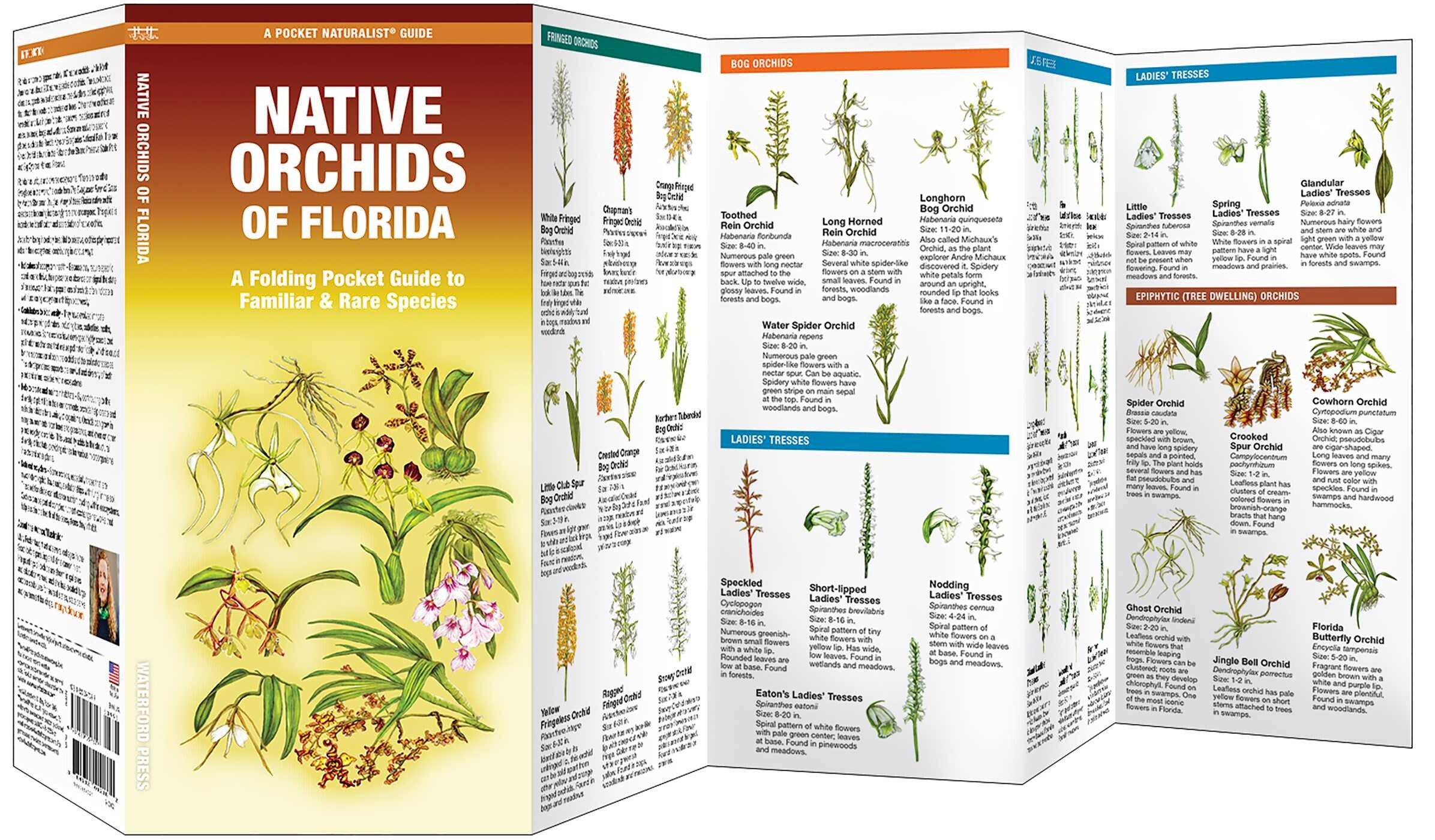 Native Orchids of Florida