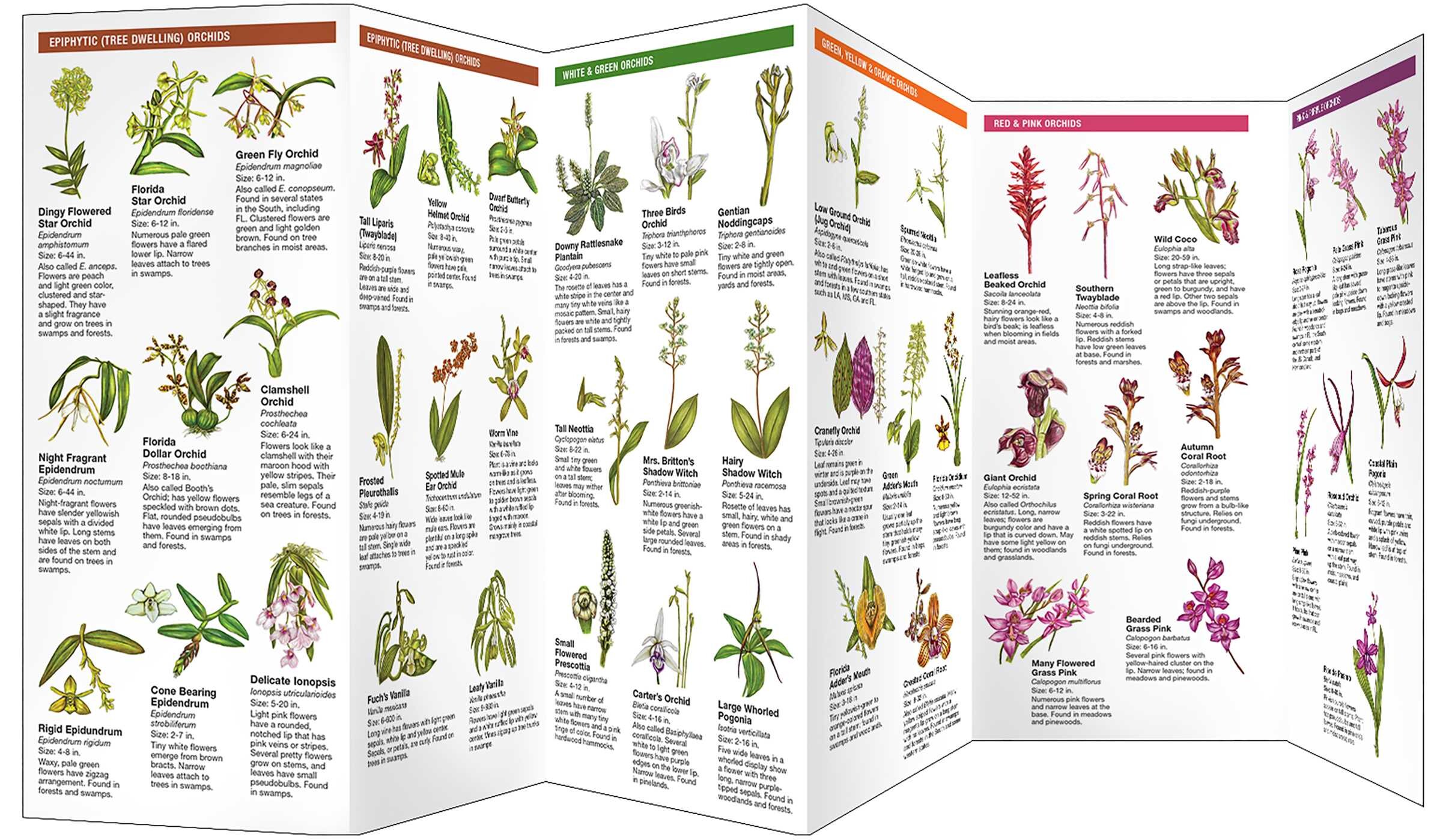 Native Orchids of Florida
