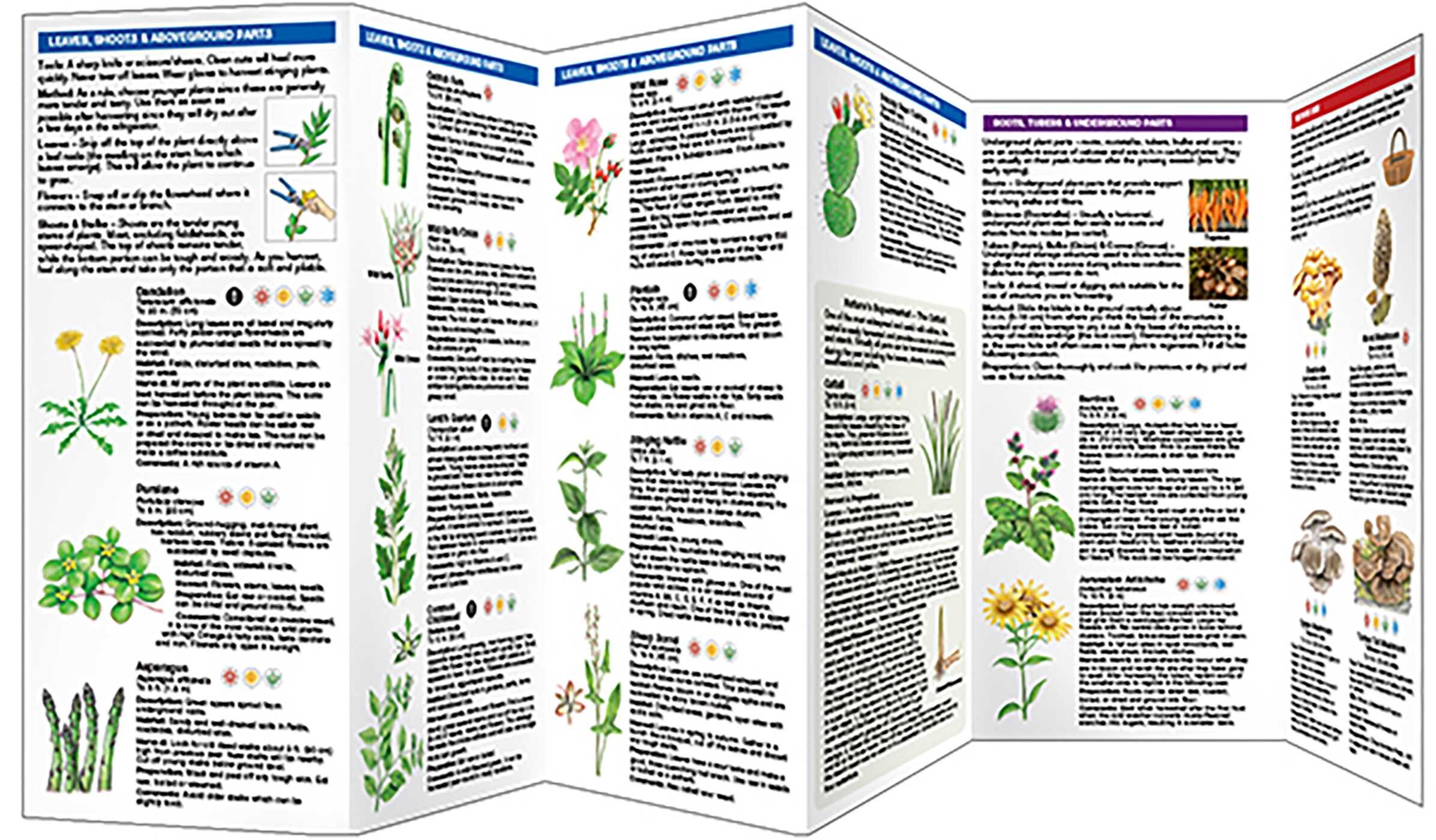 Foraging for Wild Edible Foods