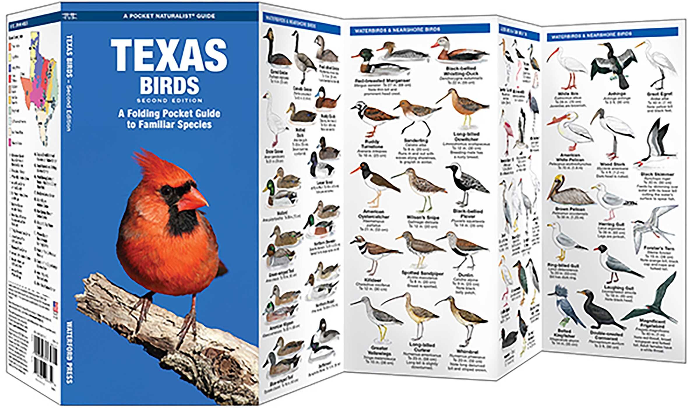Texas Birds