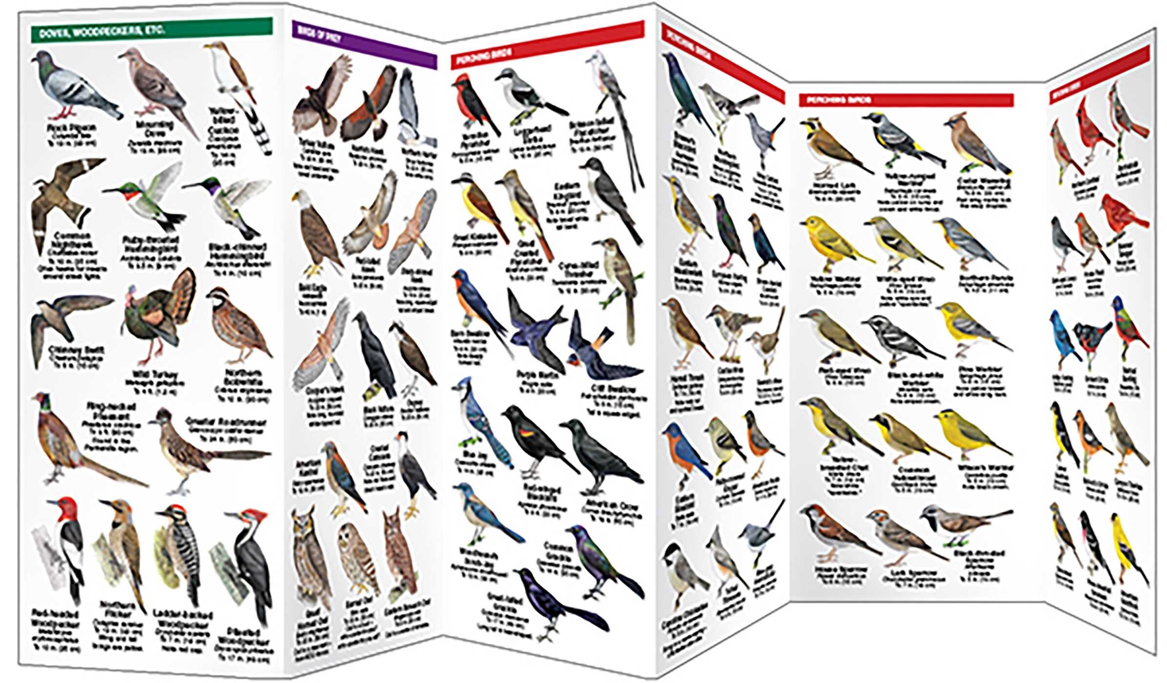 Texas Birds