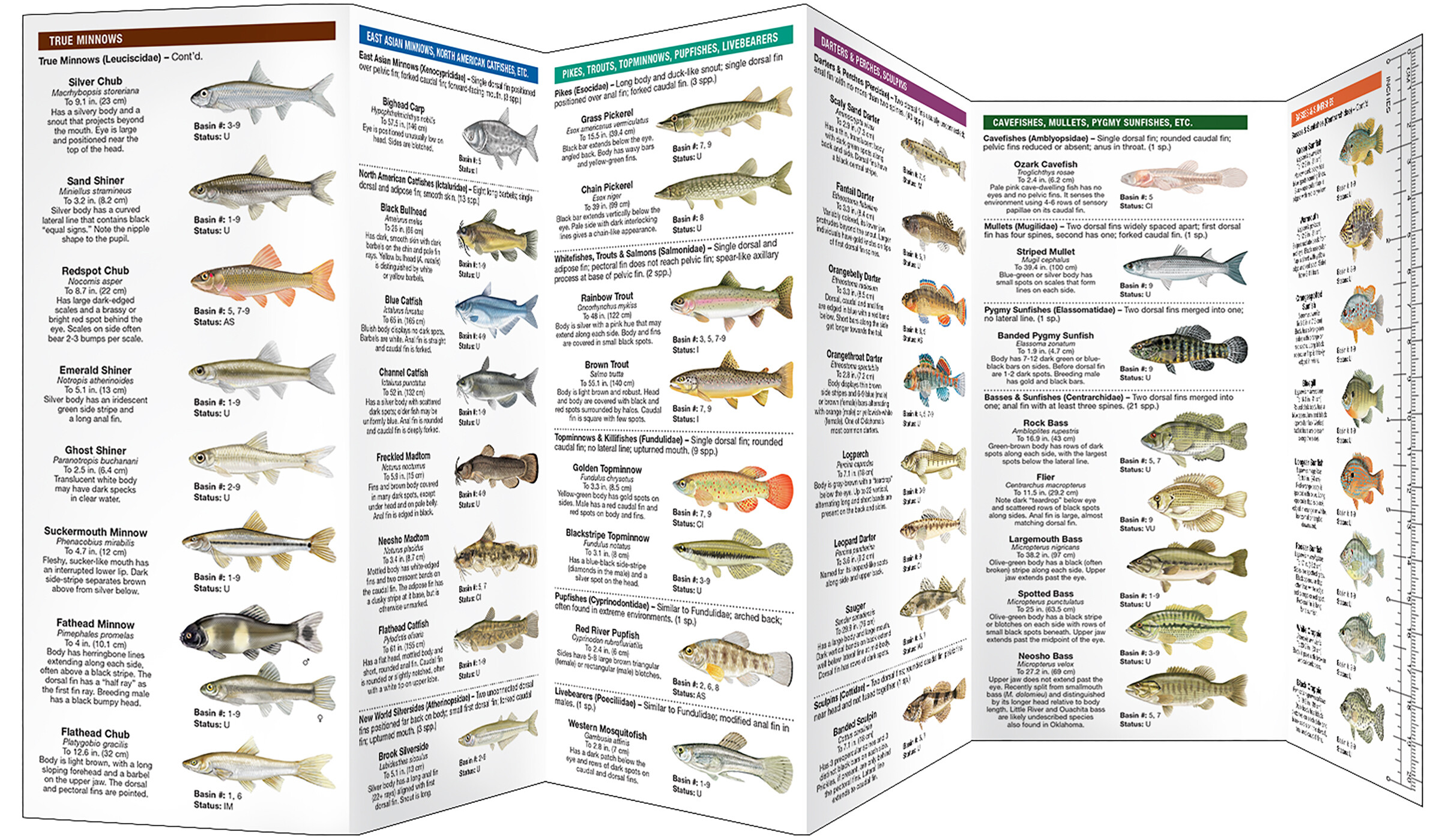 Oklahoma Freshwater Fishes