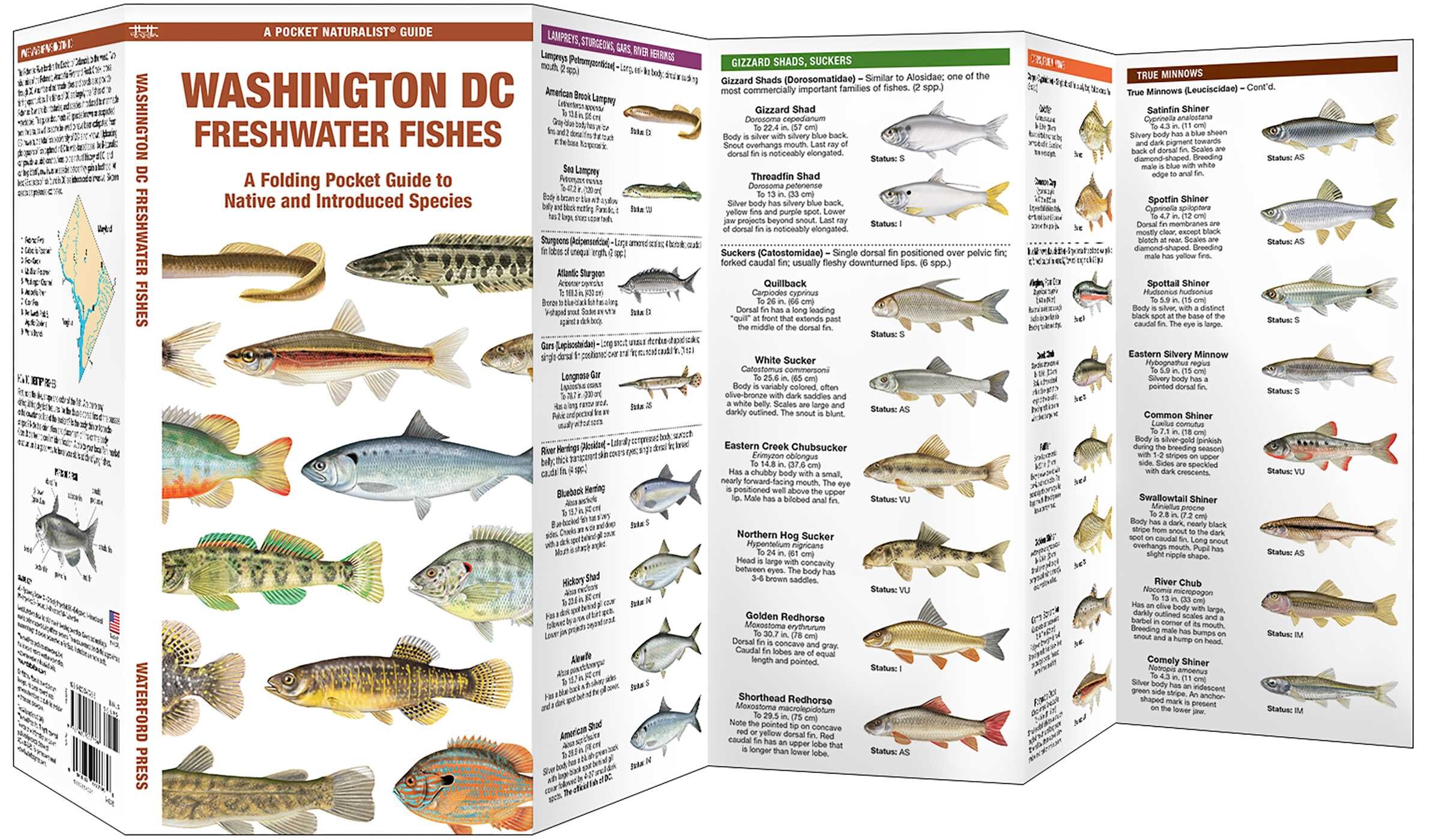 Washington DC Freshwater Fishes