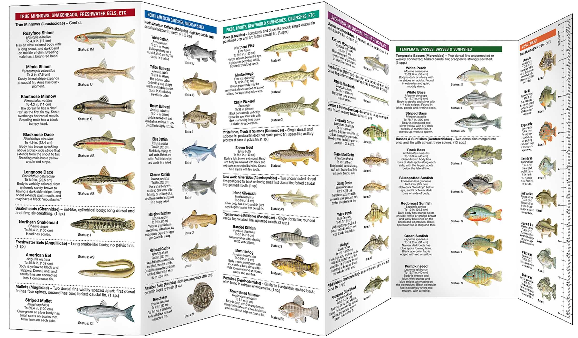 Washington DC Freshwater Fishes