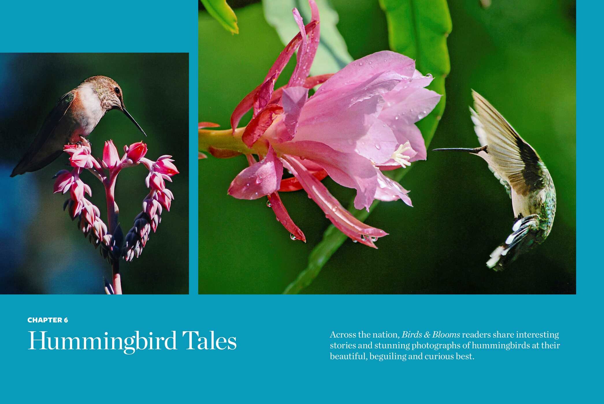 Birds & Blooms Ultimate Guide to Hummingbirds Book by Editors at