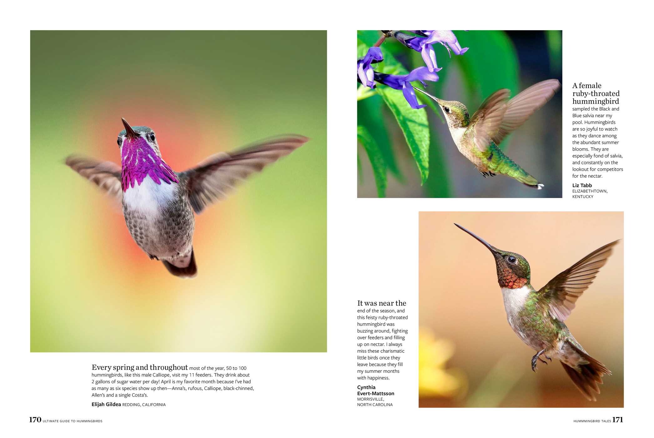 Birds & Blooms Ultimate Guide to Hummingbirds Book by Editors at