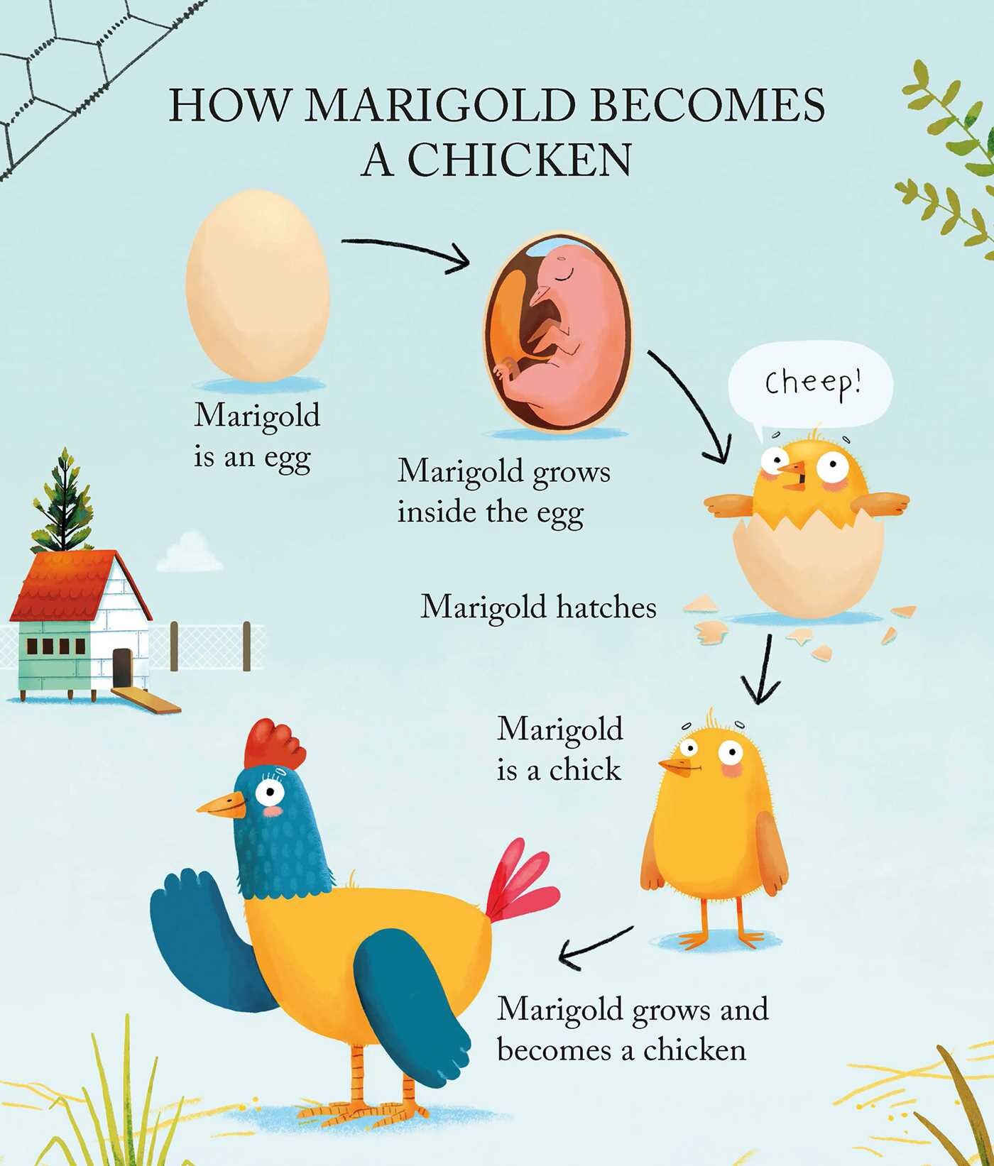 Marigold is a Chicken
