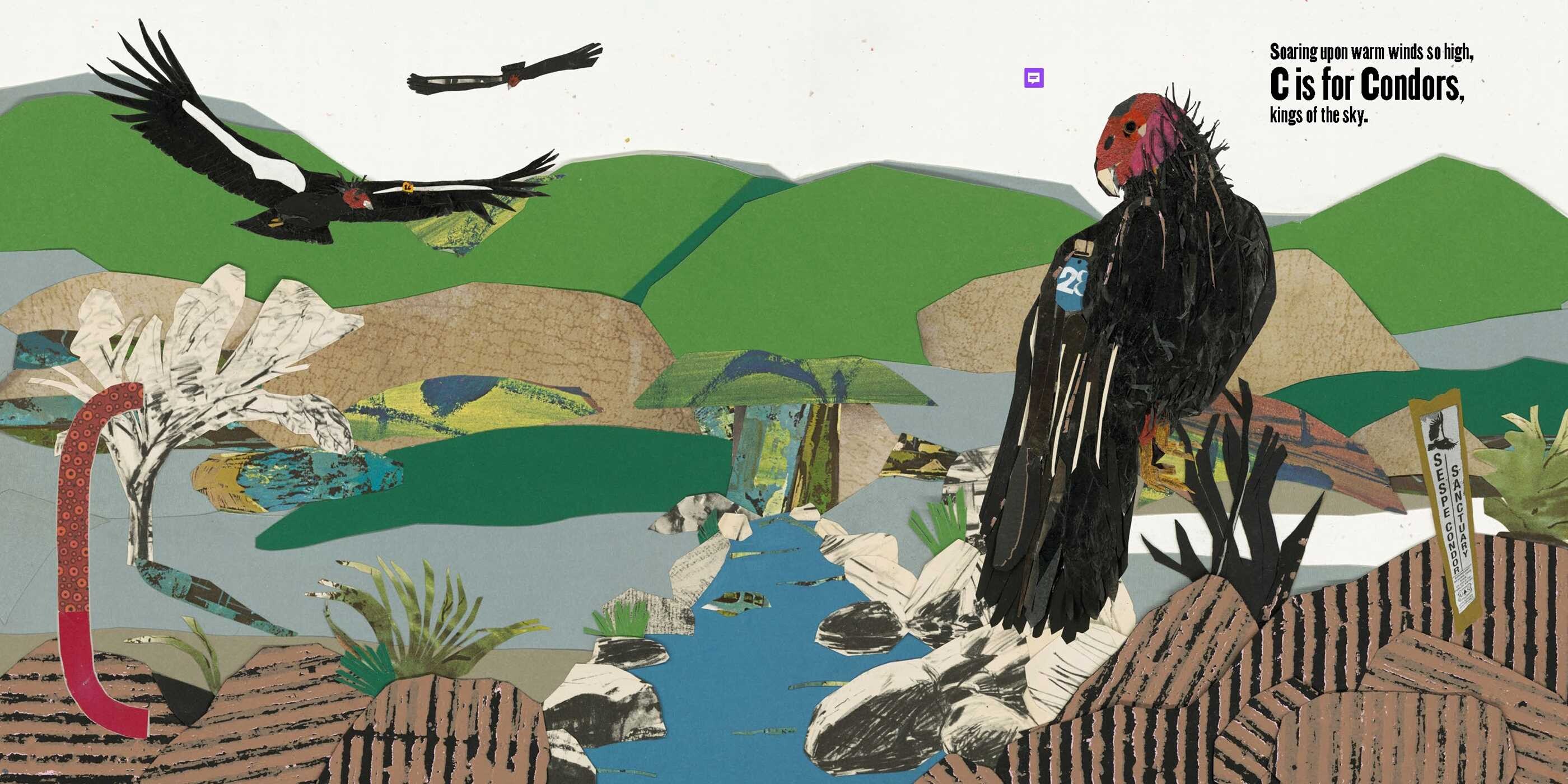 C is for Condor, Q is for Quail