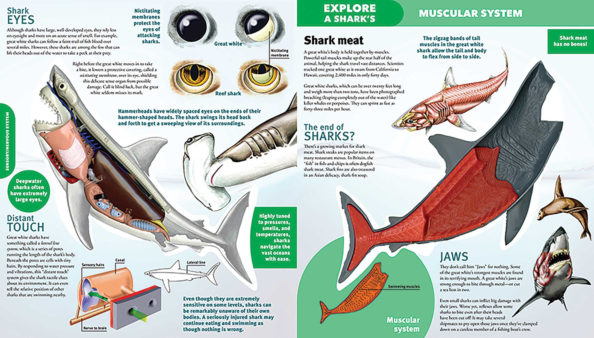 Explore a Shark