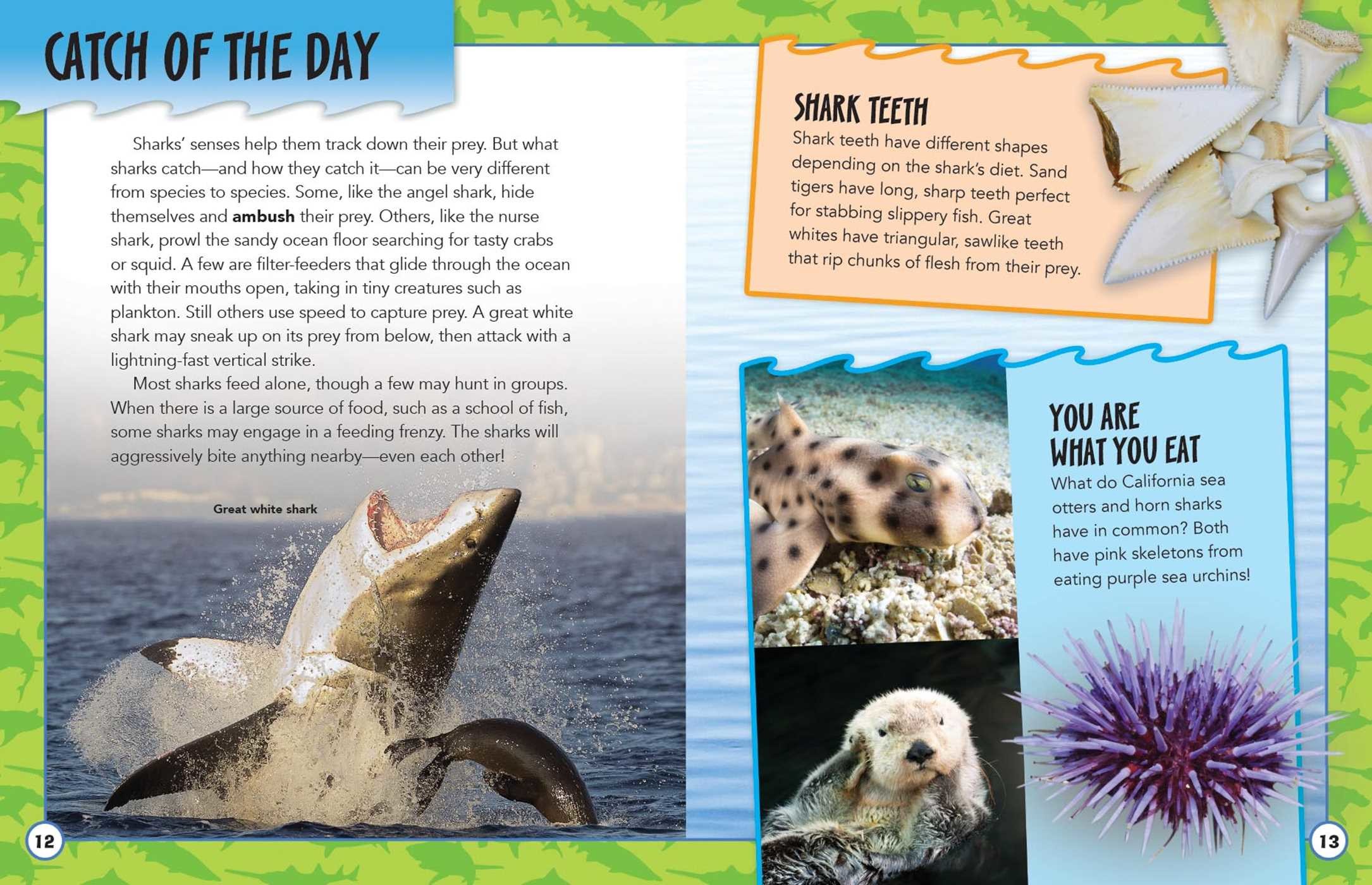 Animal Adventures: Sharks