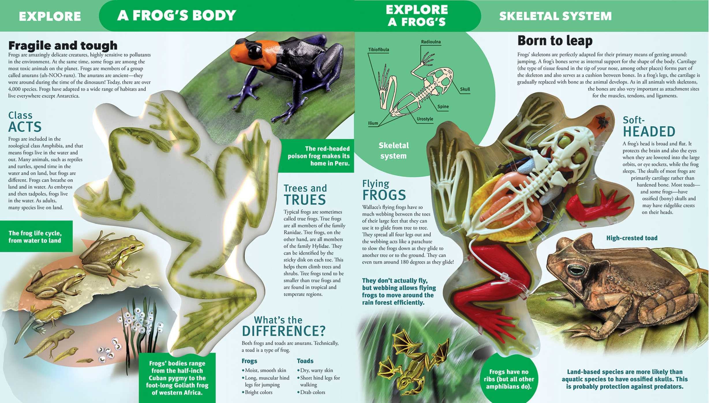 Explore a Frog