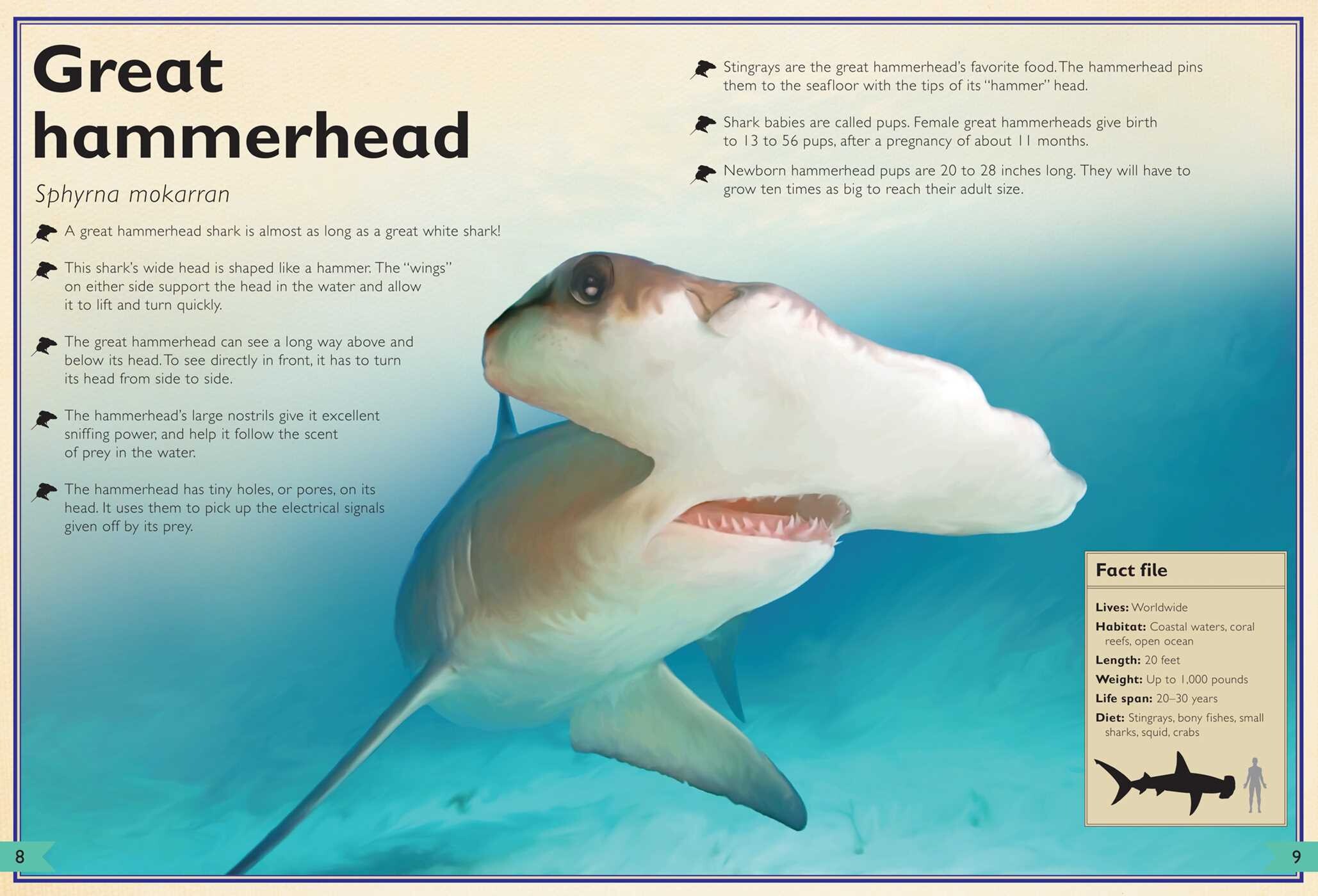 Magnificent Book of Sharks