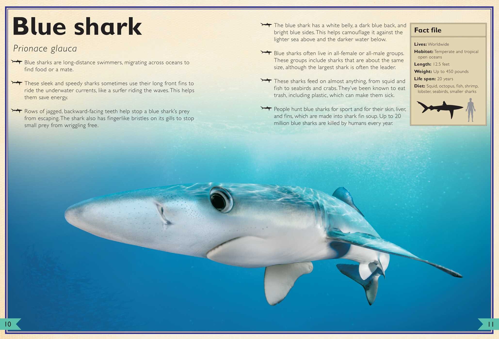 Magnificent Book of Sharks