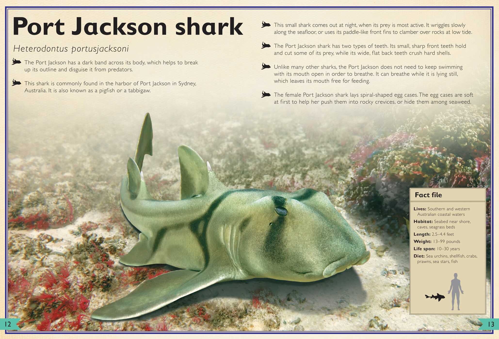 Magnificent Book of Sharks