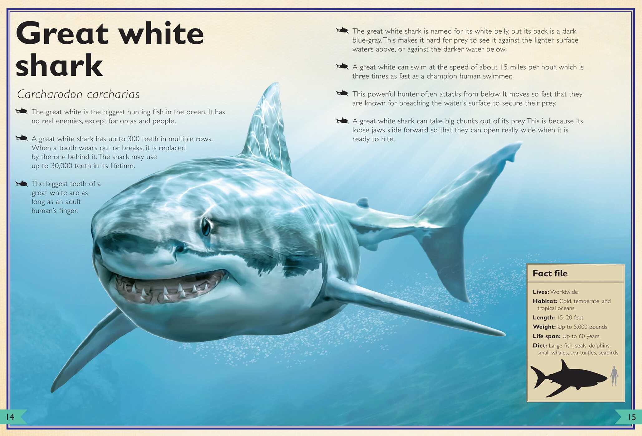 Magnificent Book of Sharks