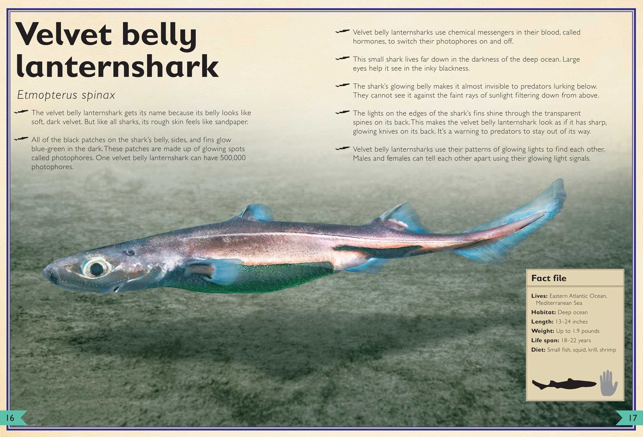 Magnificent Book of Sharks