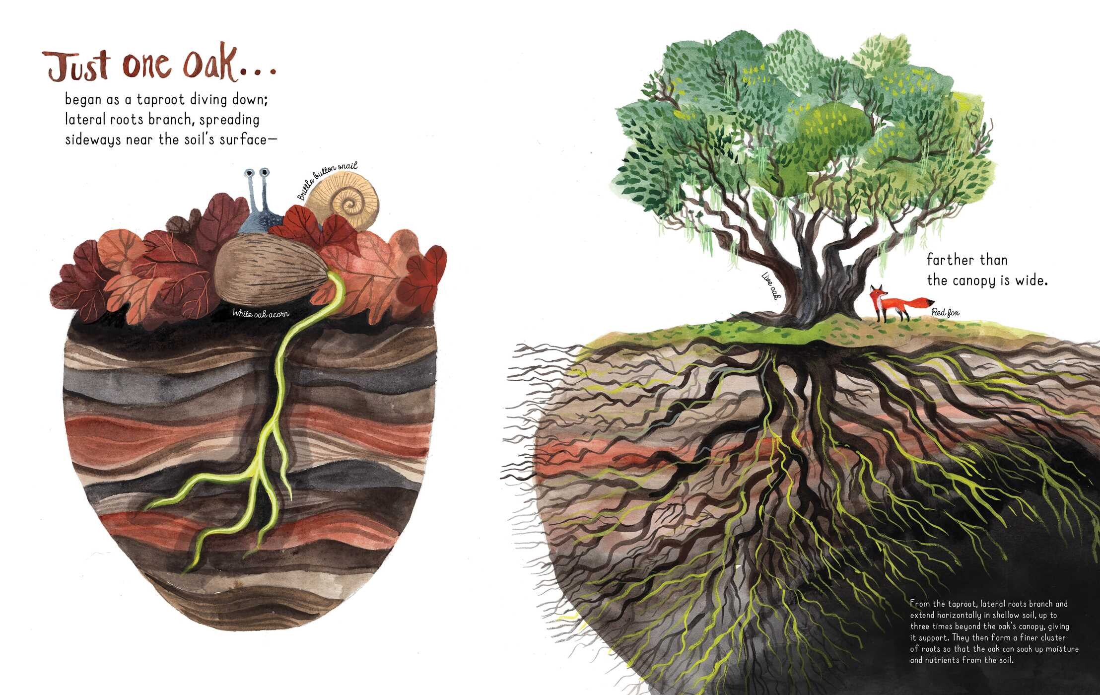 Just One Oak