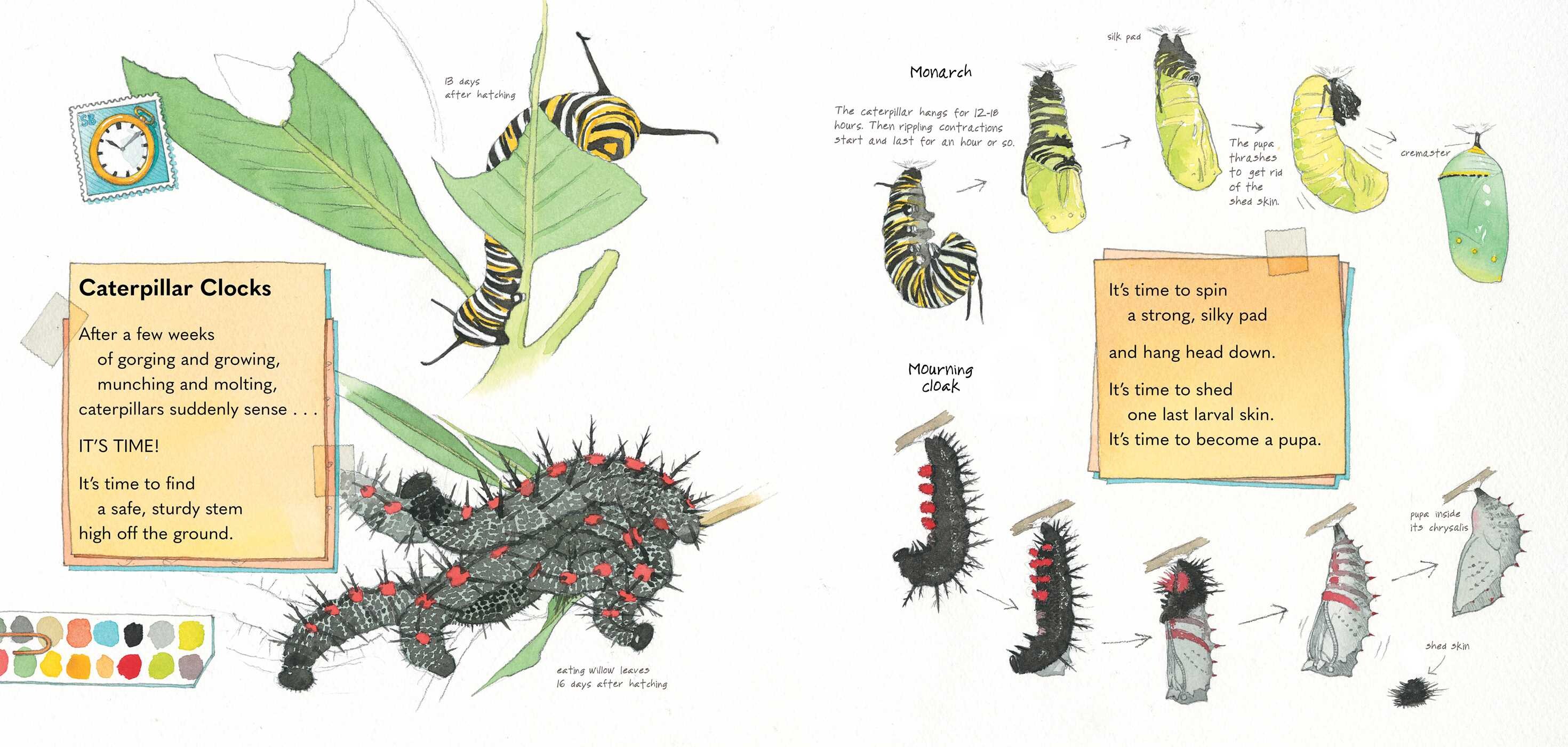 Monarch and Mourning Cloak