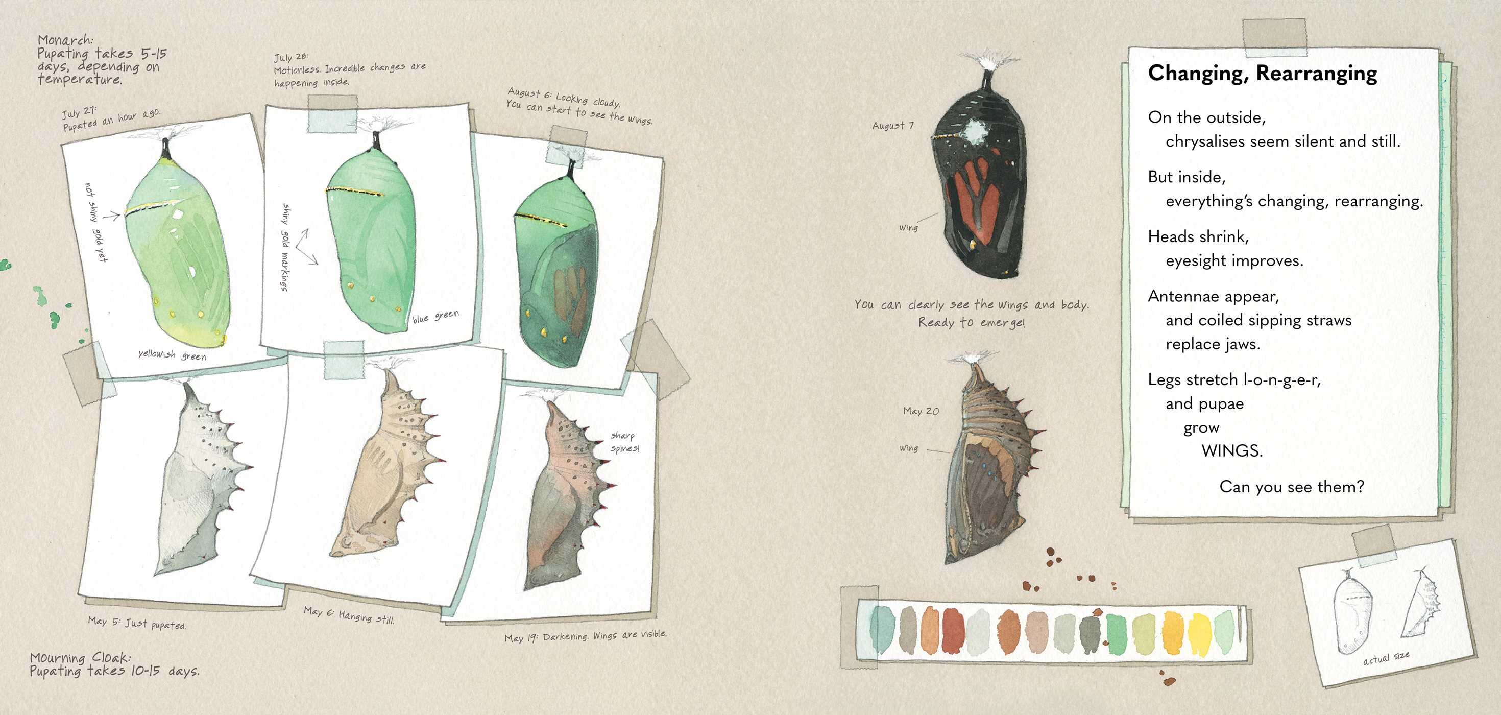 Monarch and Mourning Cloak