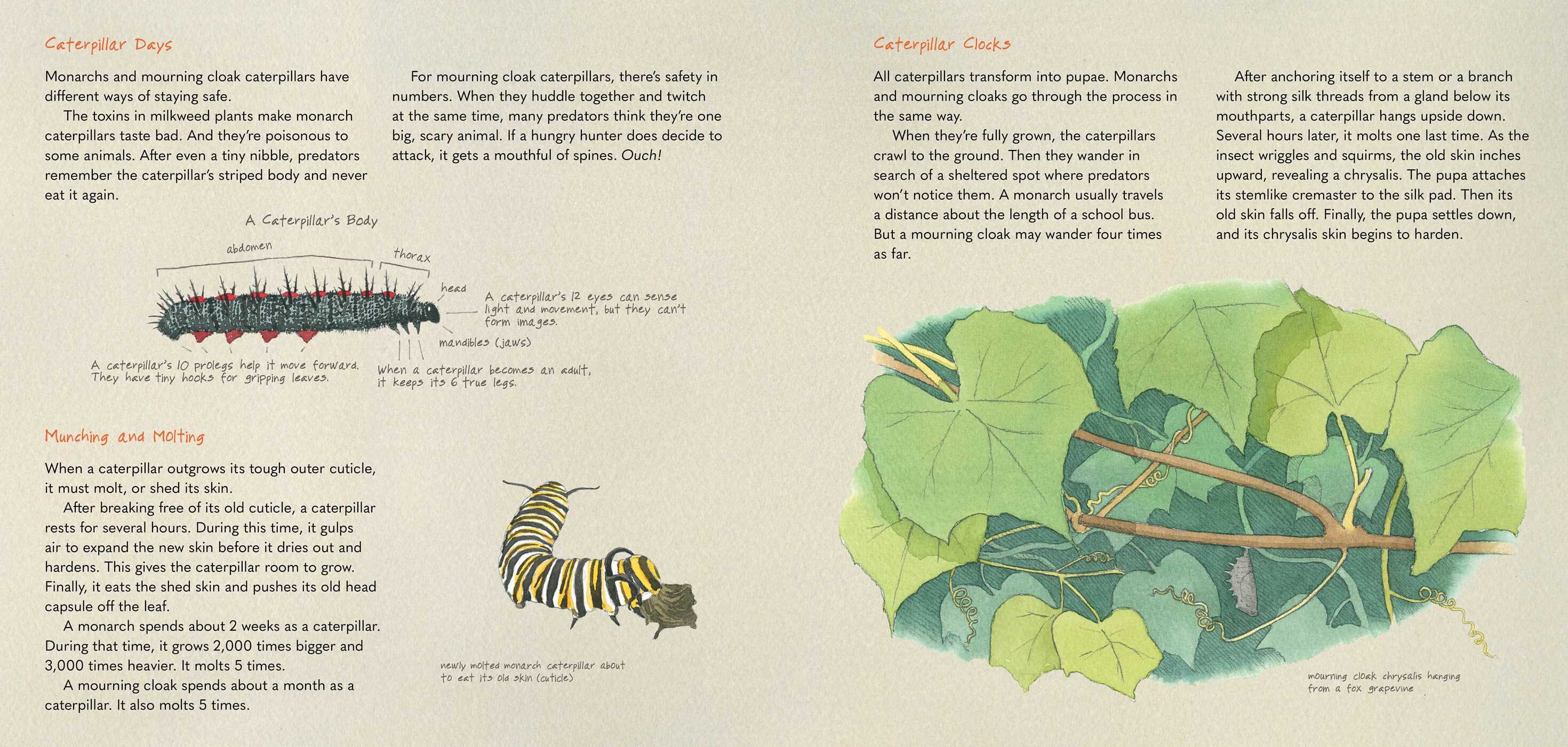 Monarch and Mourning Cloak