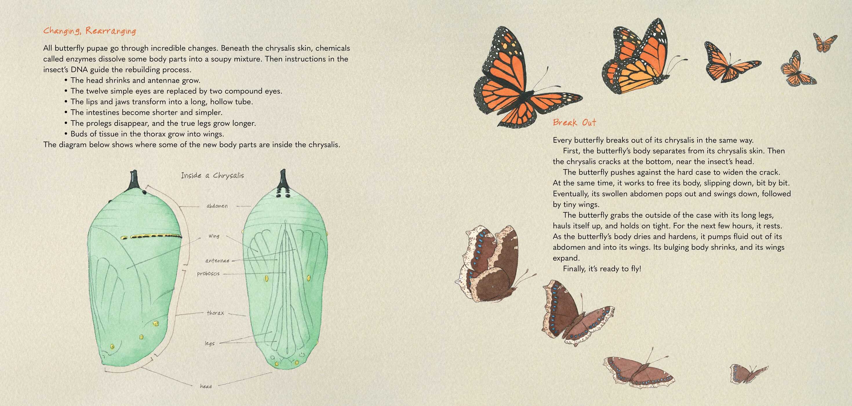 Monarch and Mourning Cloak