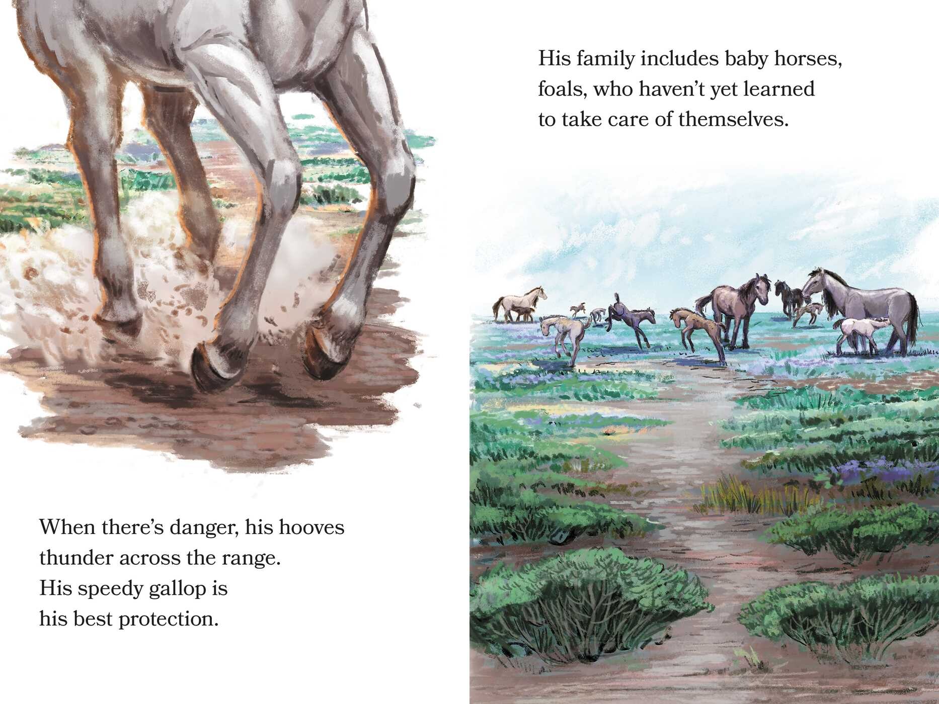 Wild Stallion