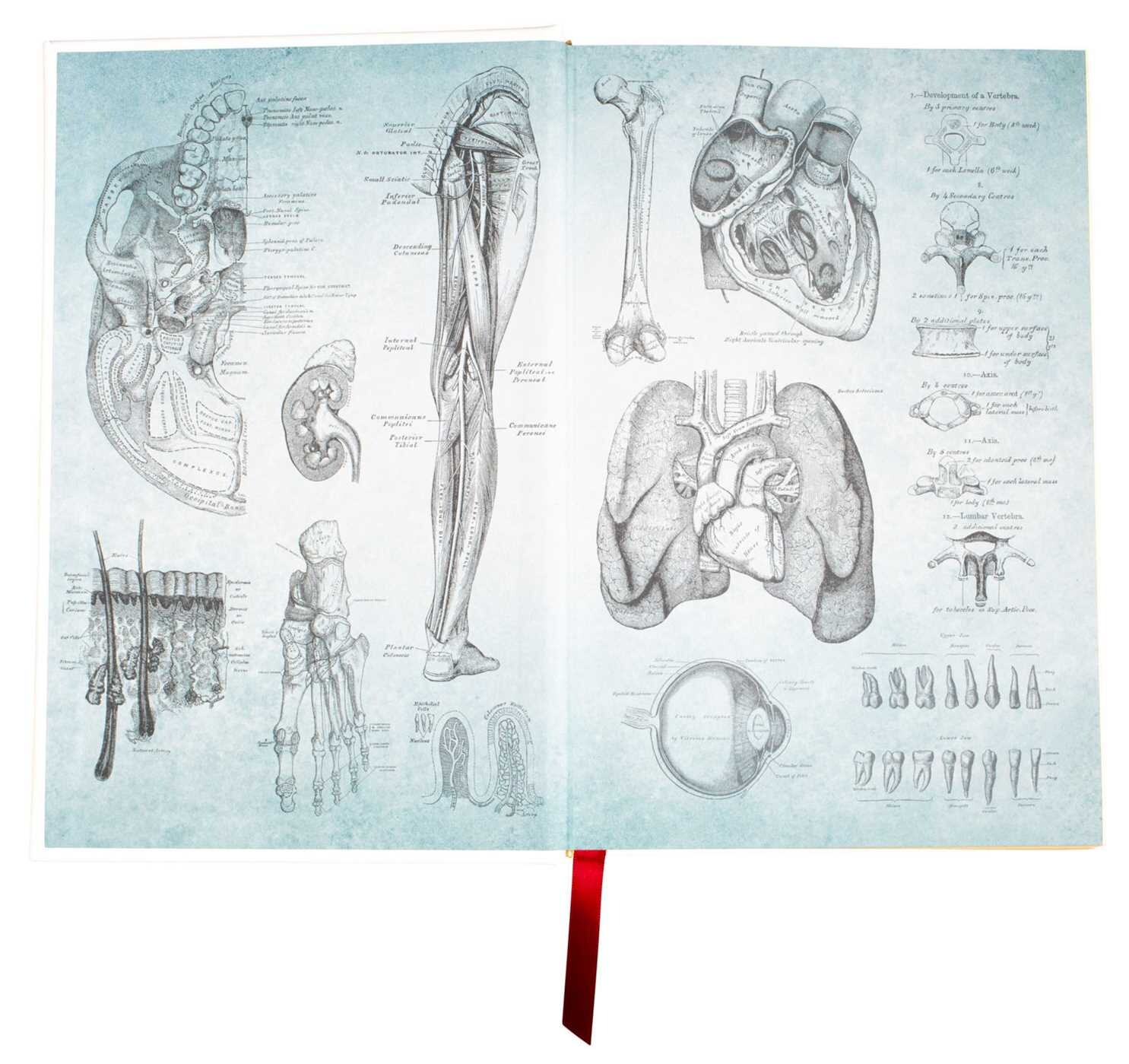 Gray's Anatomy eBook by Henry Gray FRS, Henry Vandyke Carter, R. Shane
