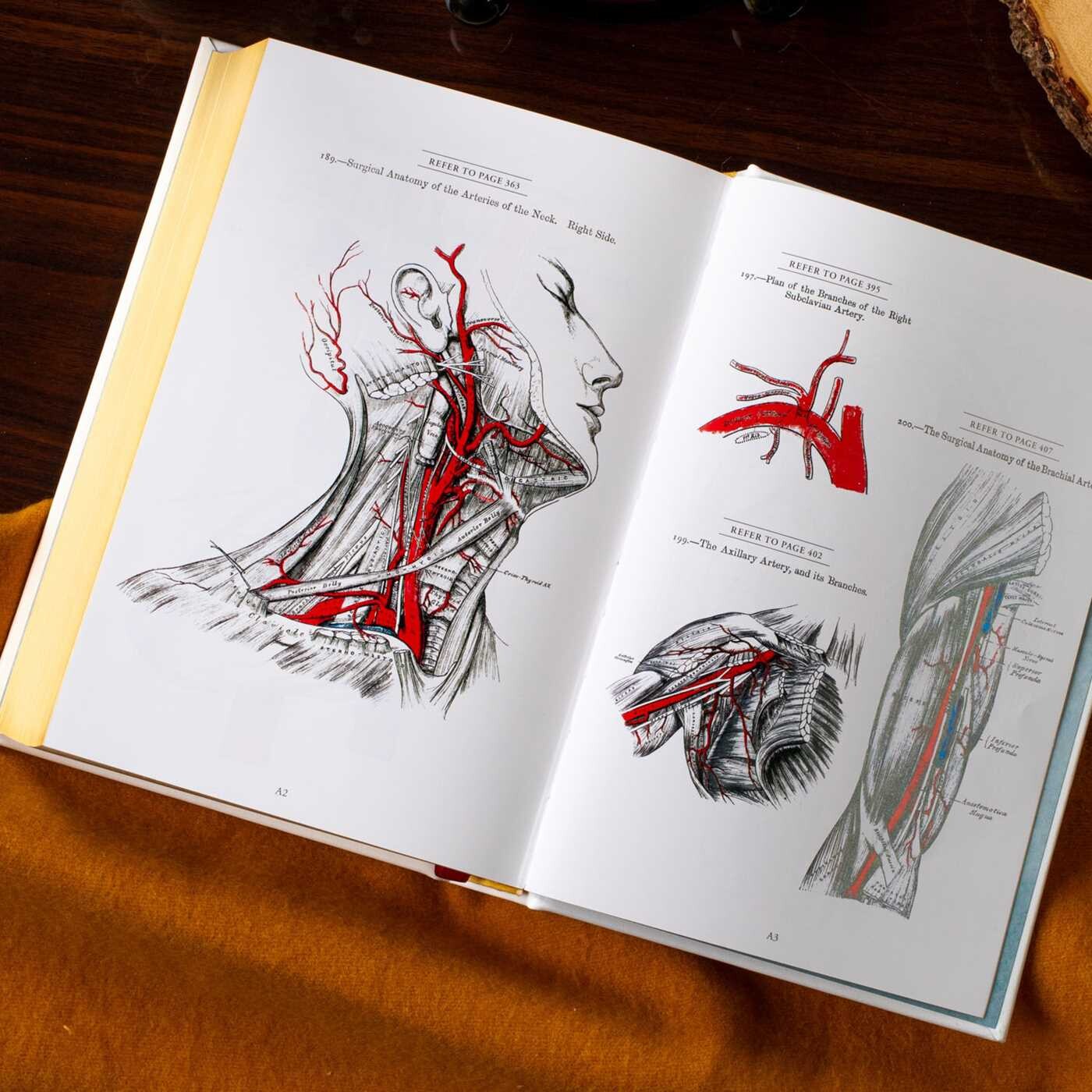 Gray's Anatomy eBook by Henry Gray FRS, Henry Vandyke Carter, R. Shane